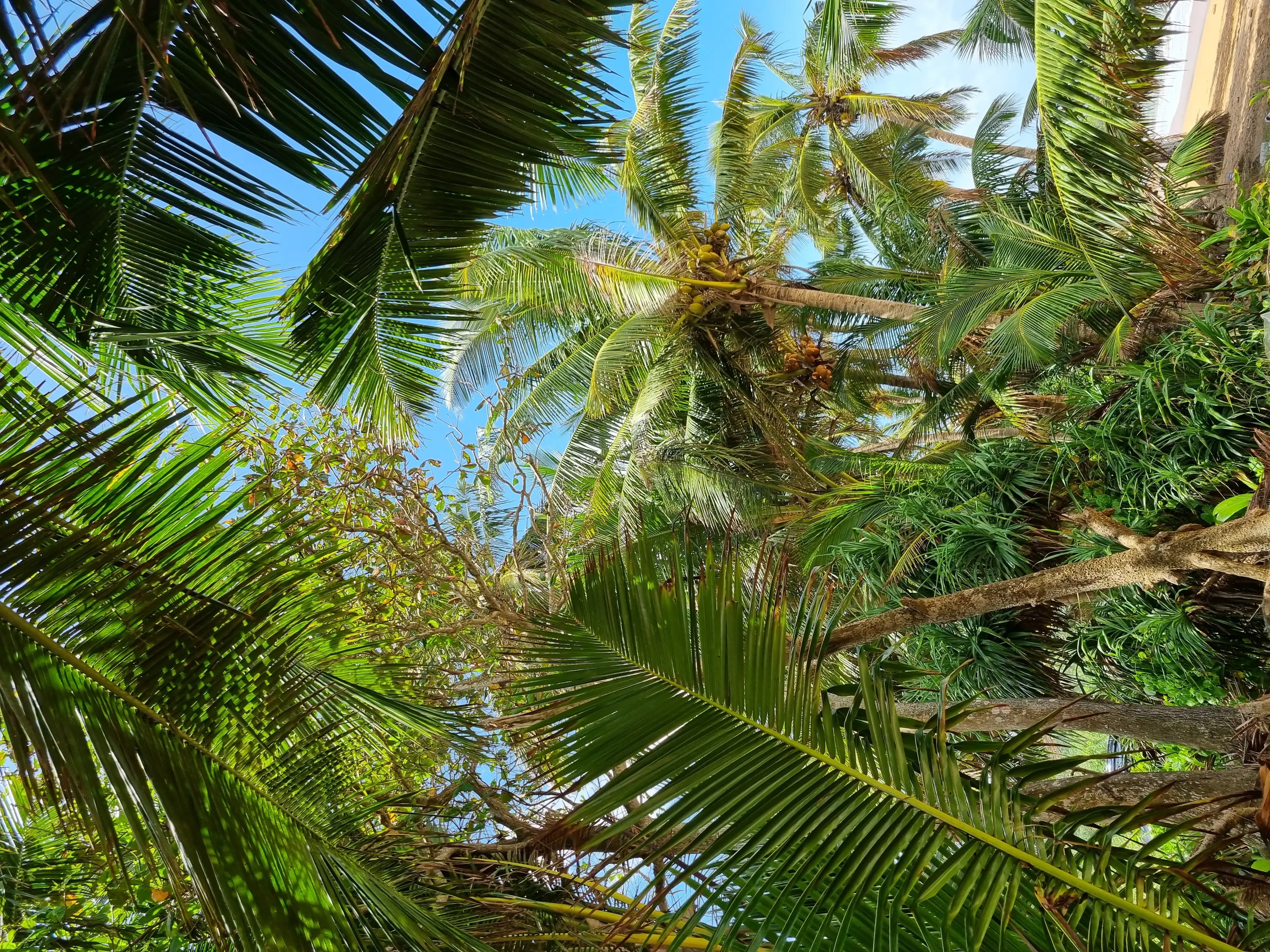 Bentota beach Photo 4