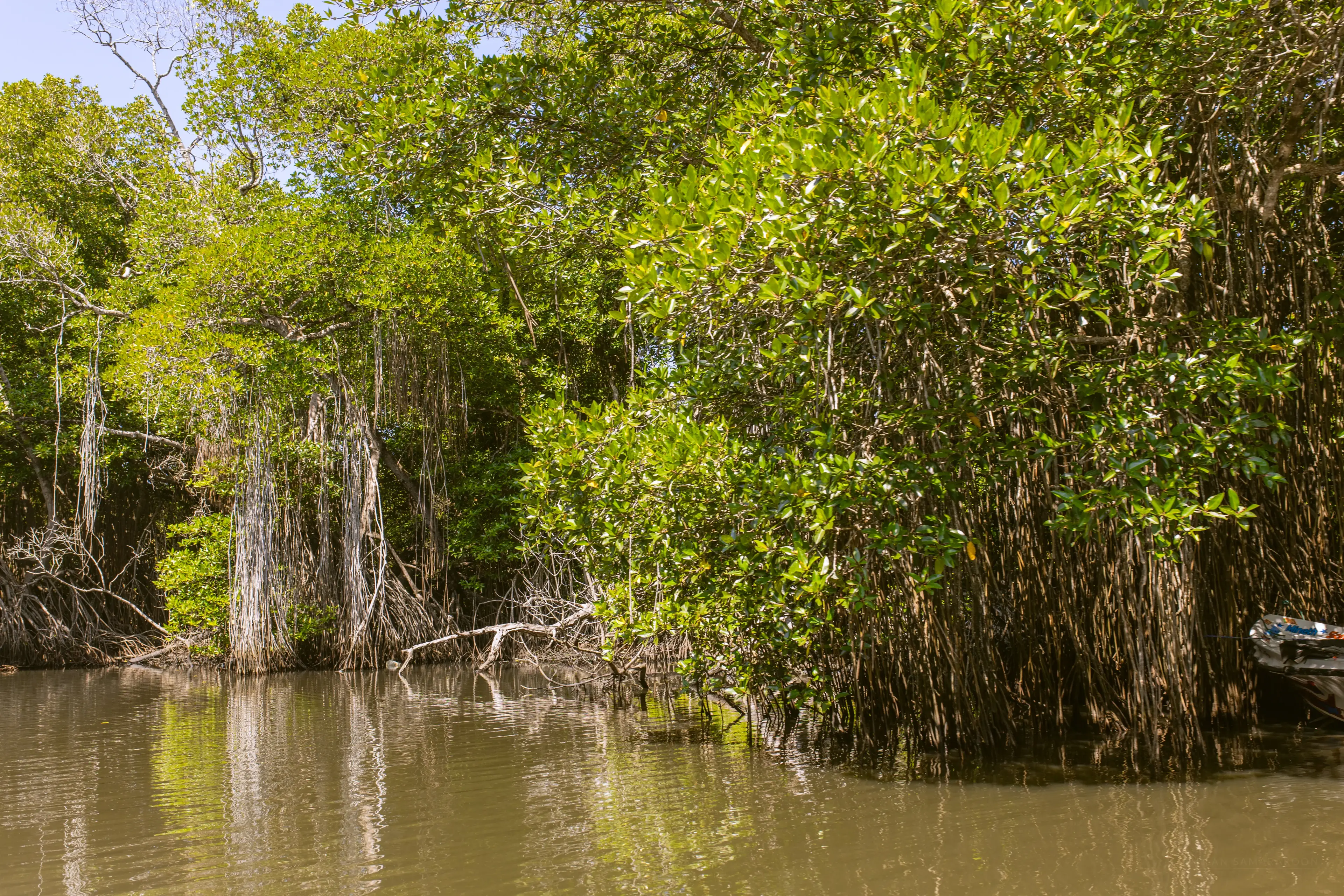 Bentota river Photo 12