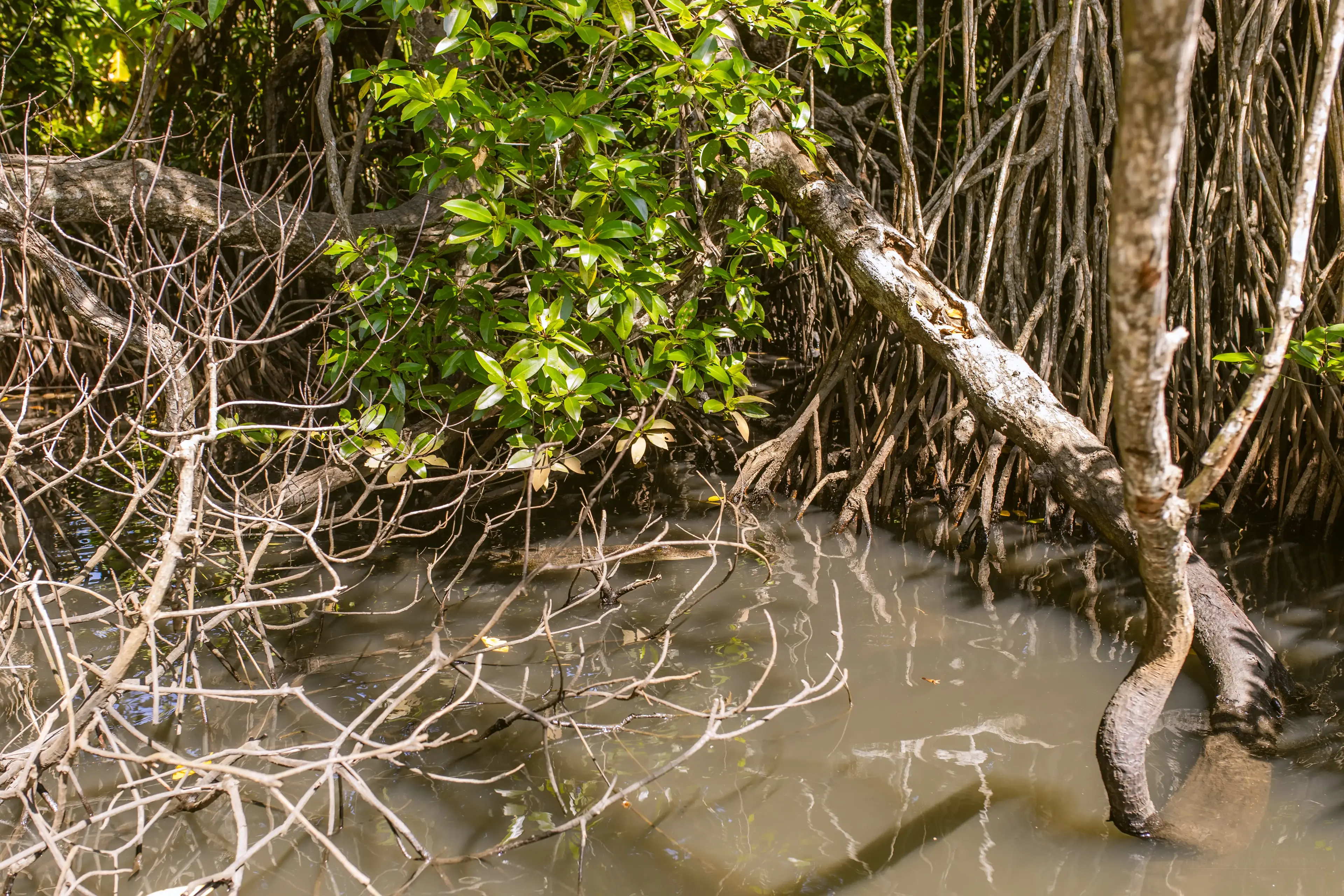 Bentota river Photo 13