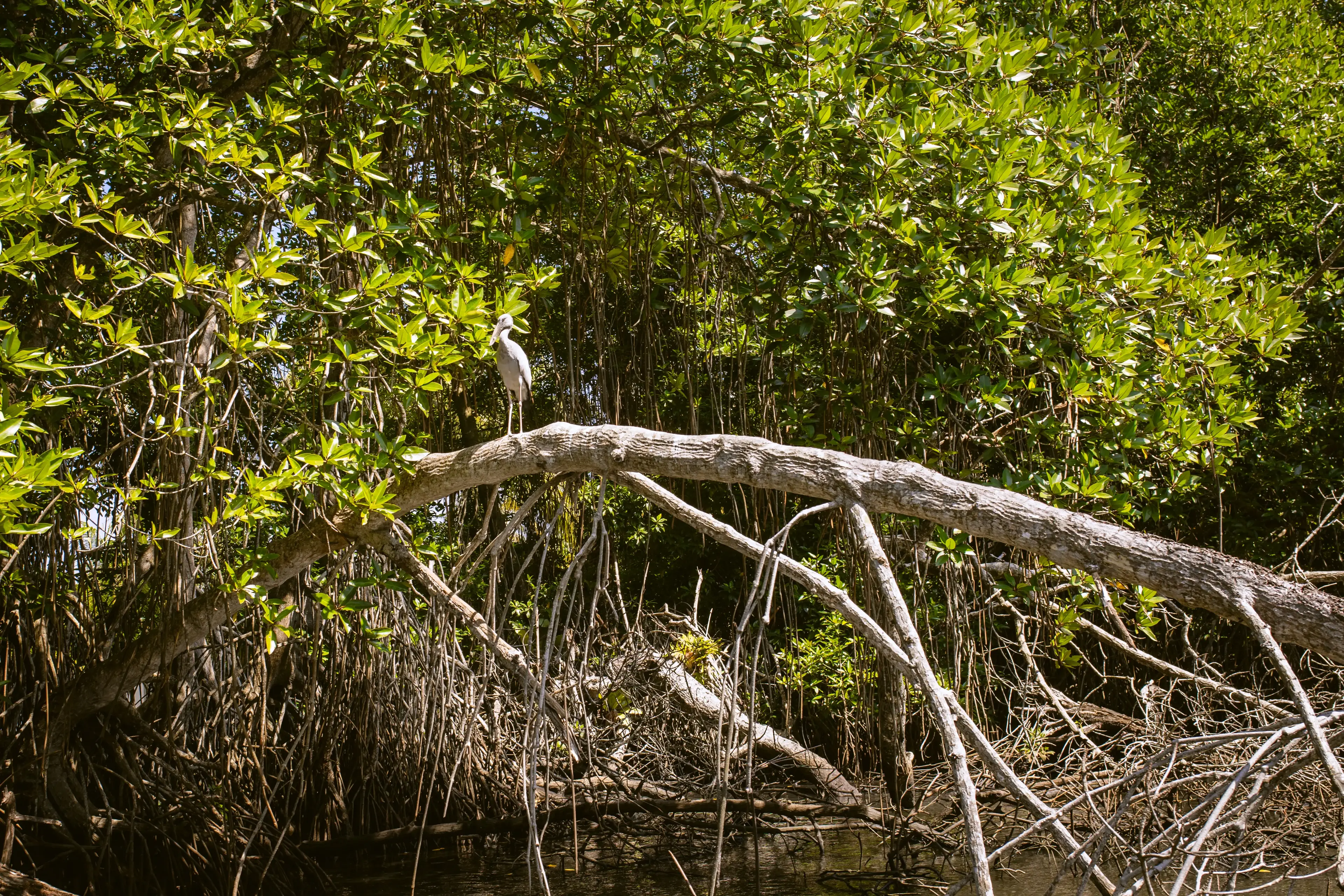 Bentota river Photo 14