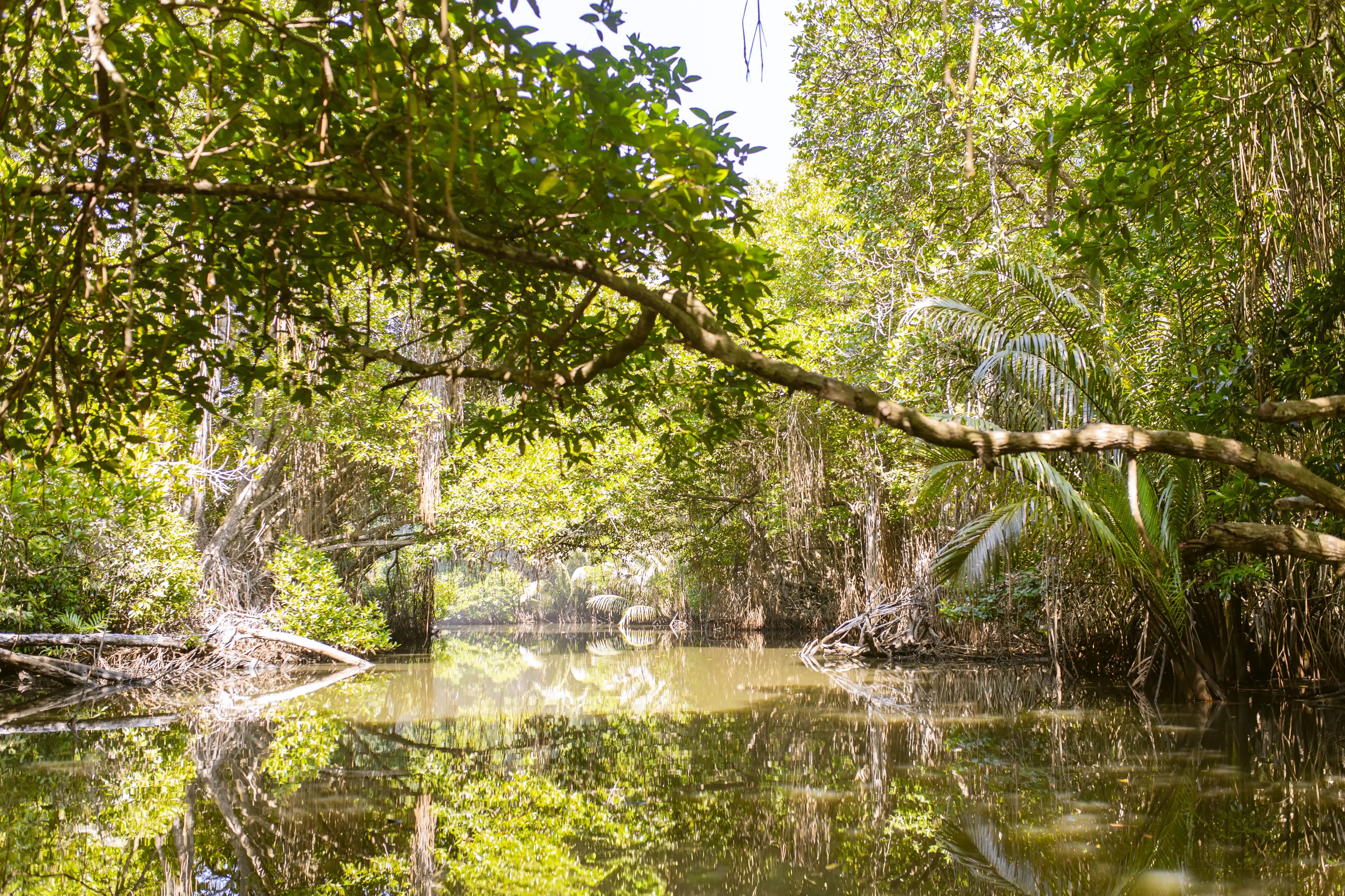 Bentota river Photo 15