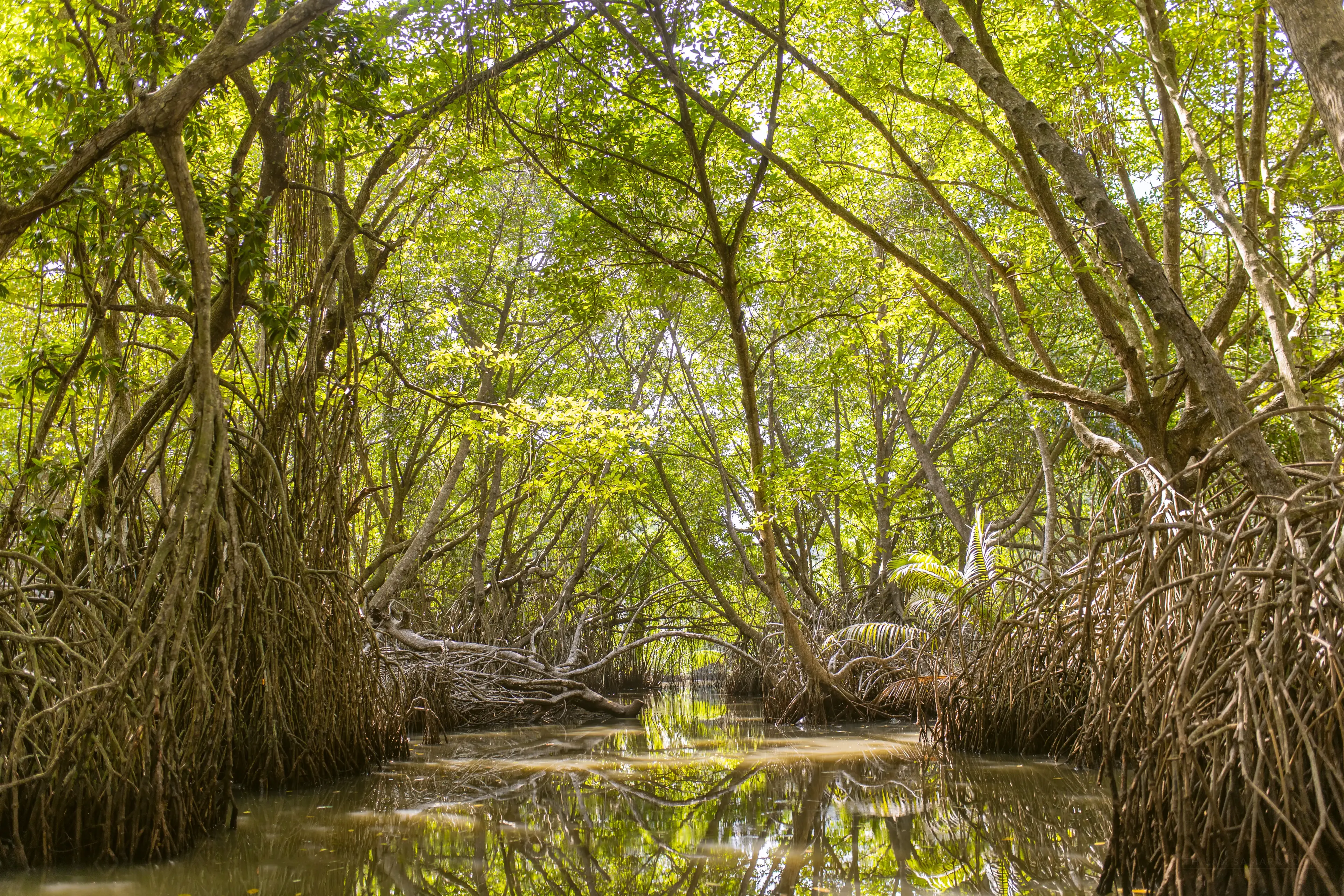 Bentota river Photo 16
