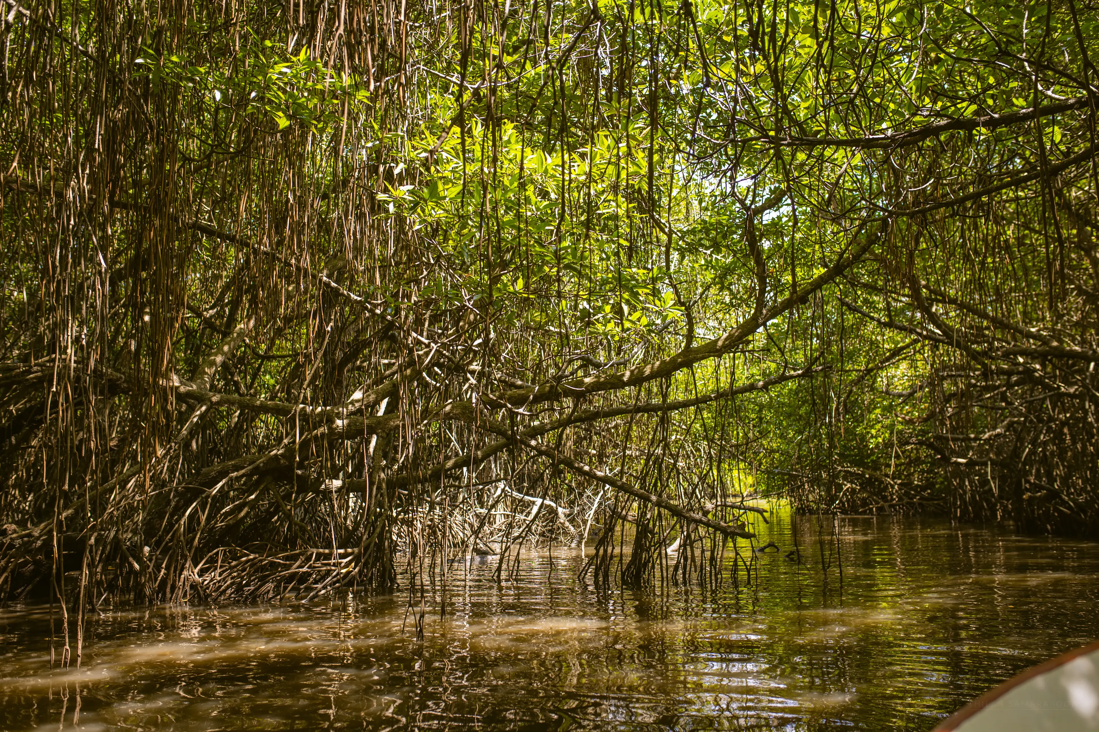 Bentota river Photo 2