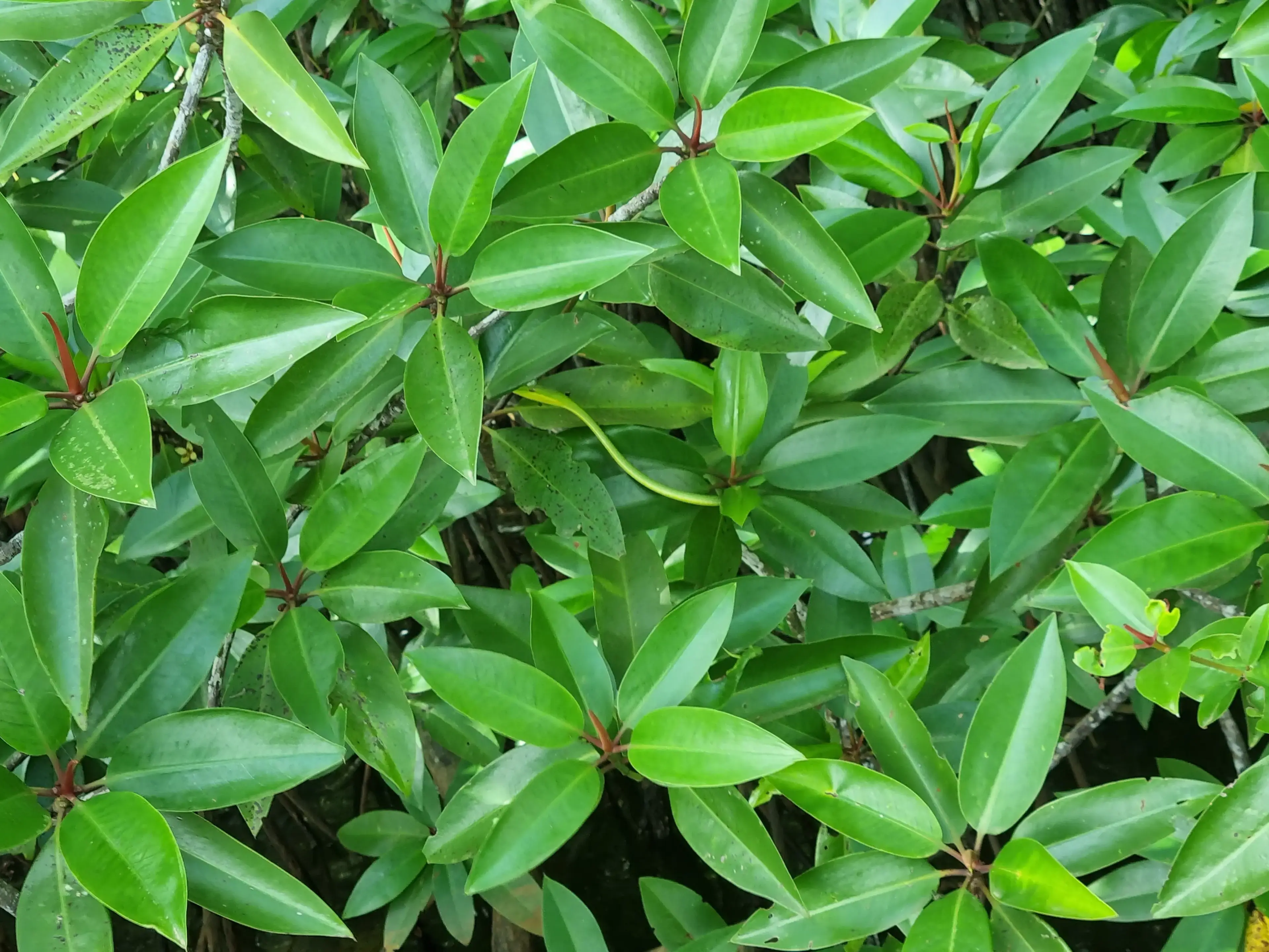 Bentota river Photo 21