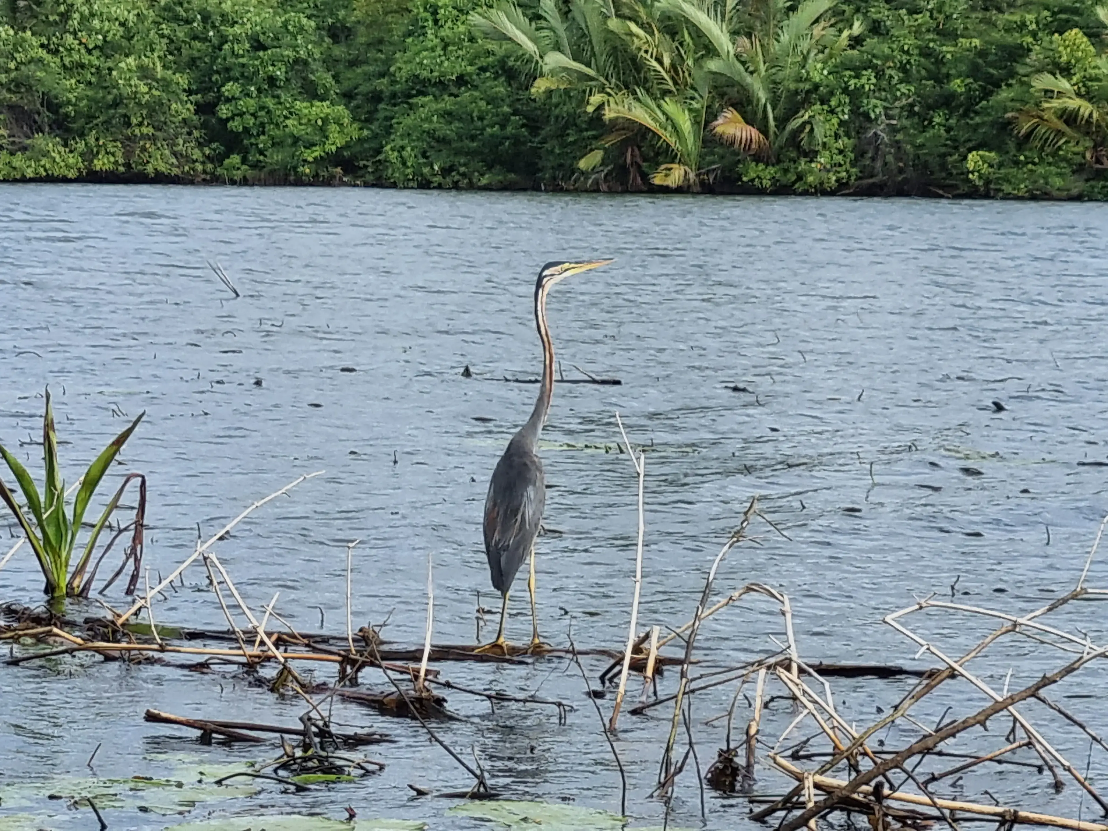 Bentota river Photo 22