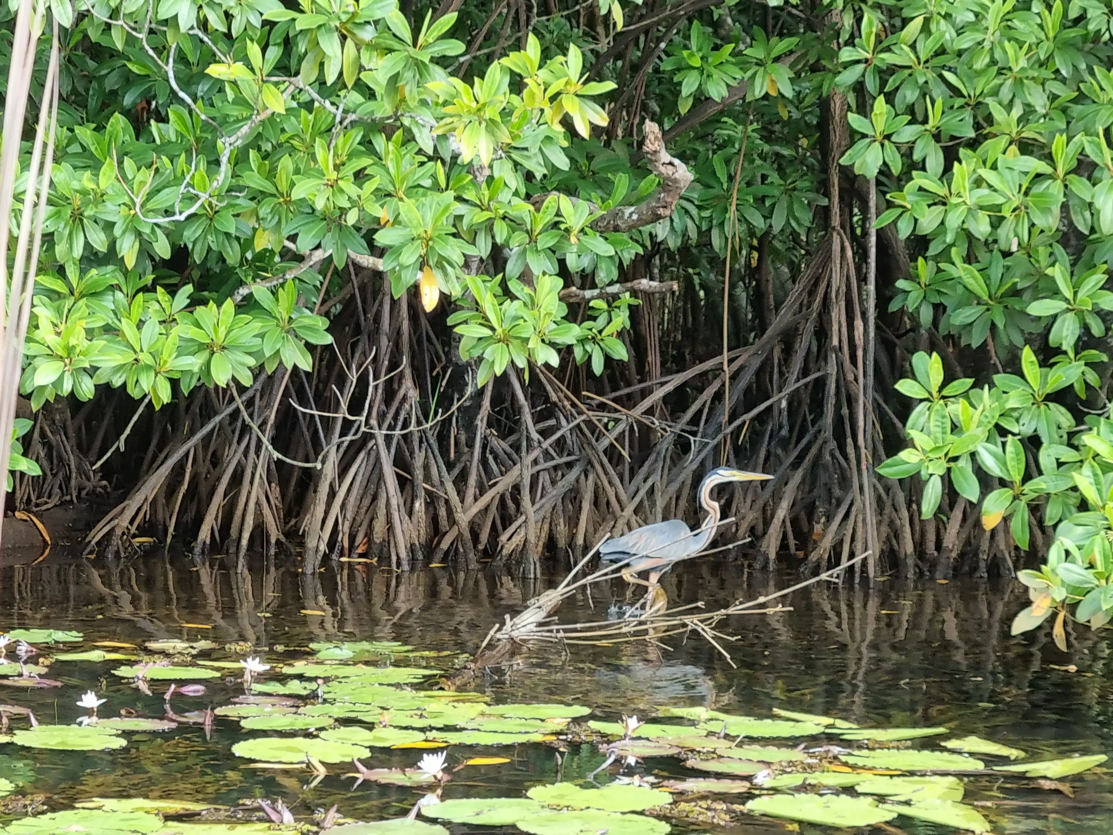 Bentota river Photo 23