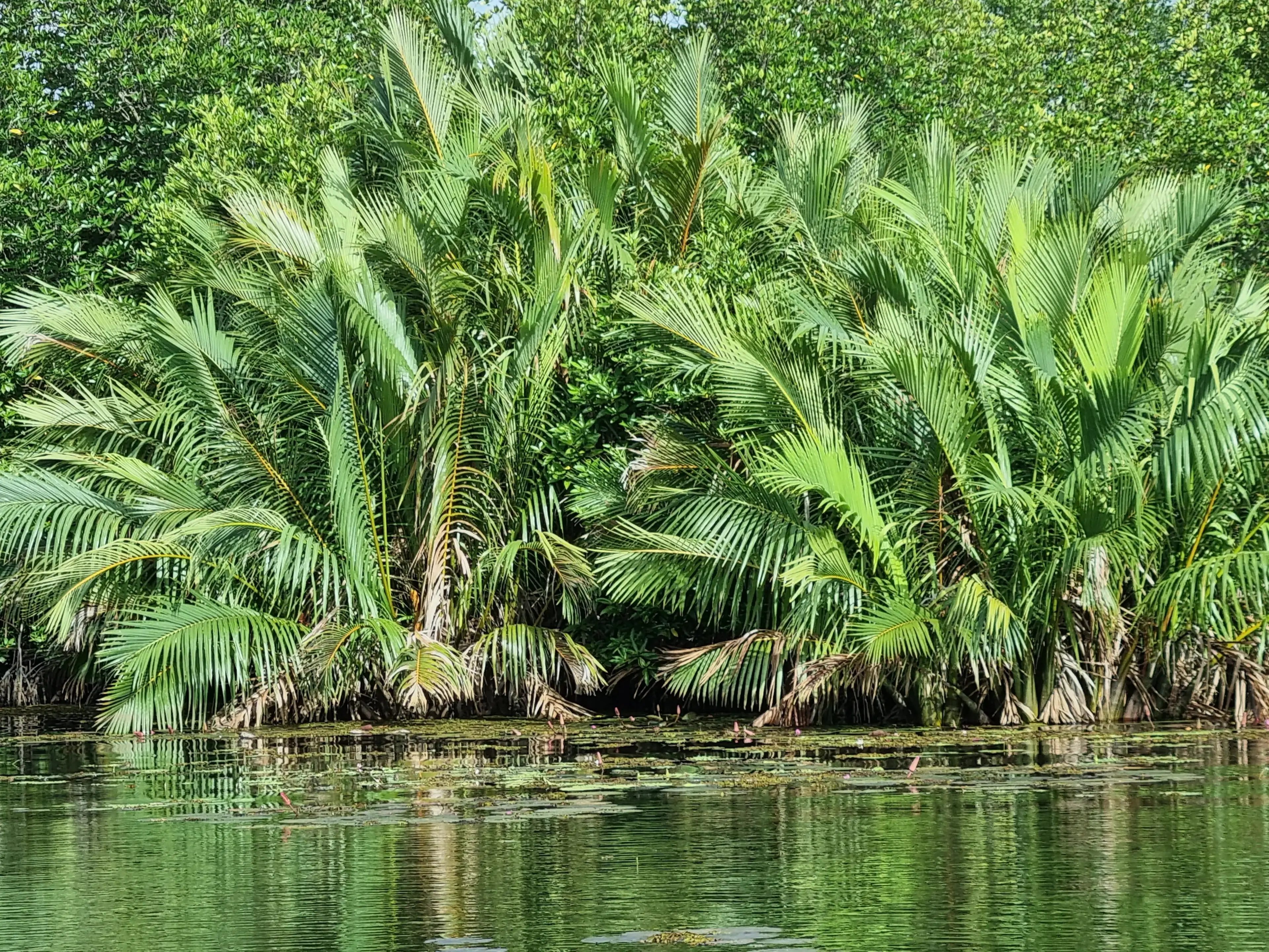 Bentota river Photo 24