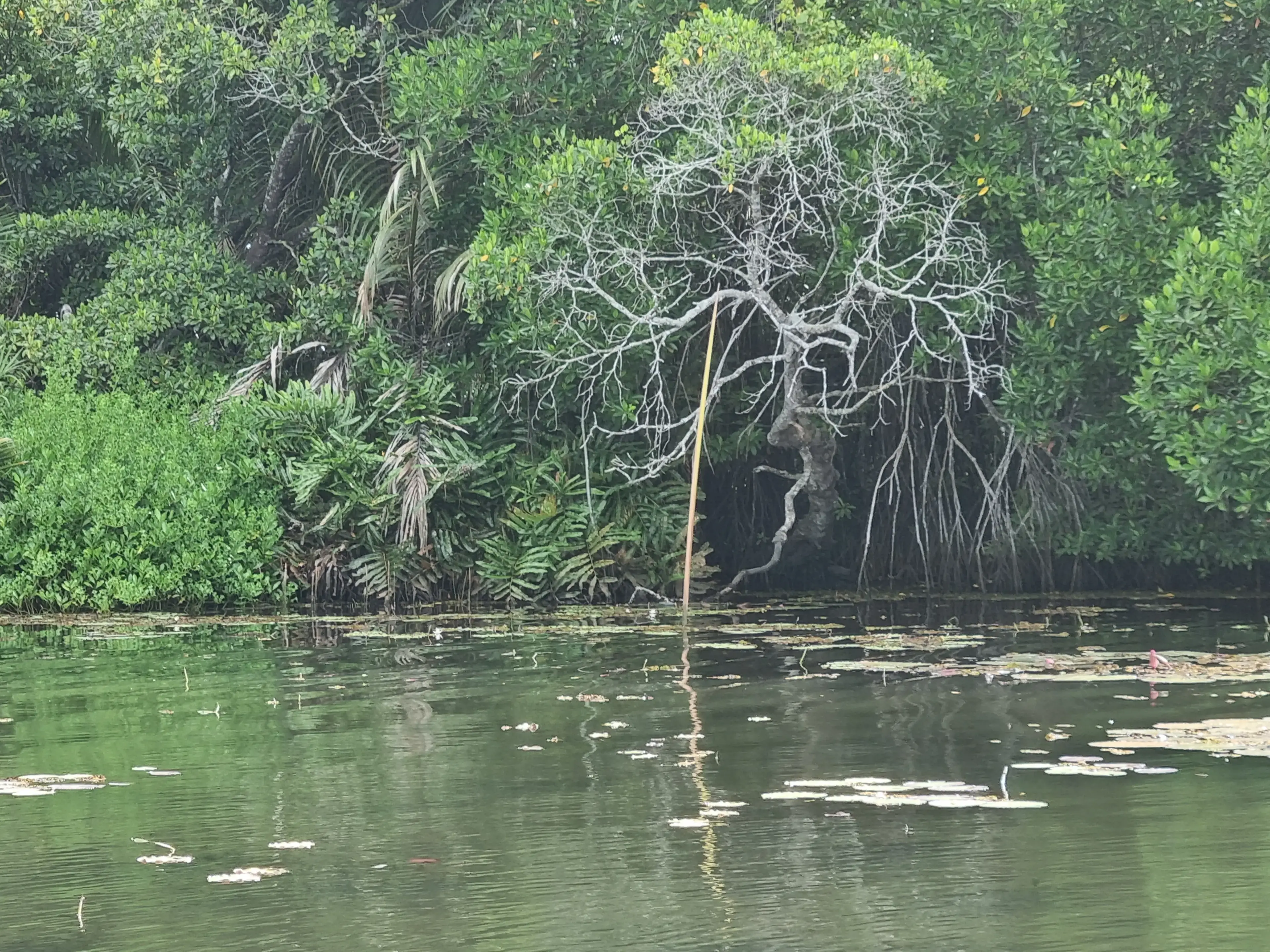 Bentota river Photo 25