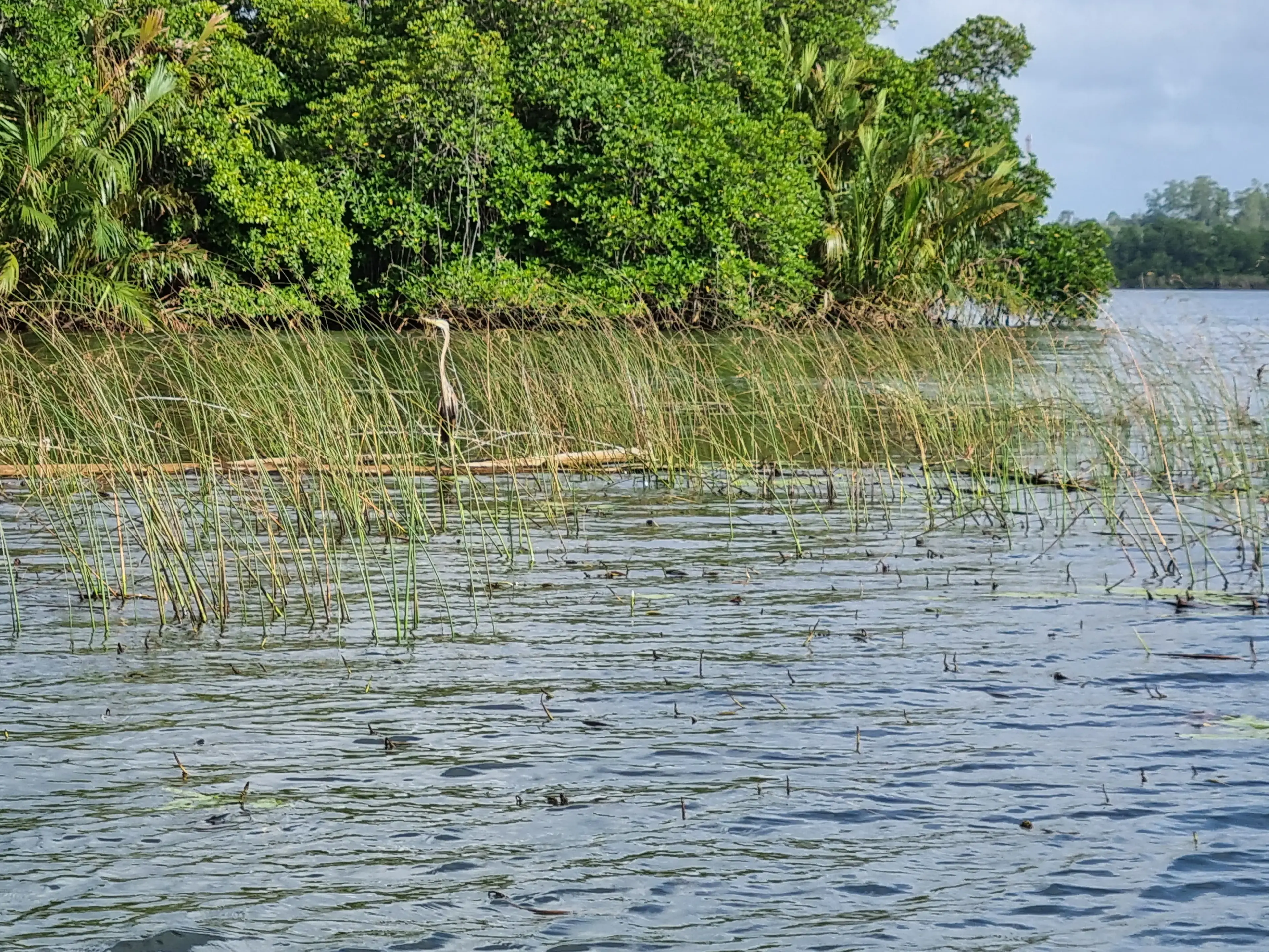 Bentota river Photo 26