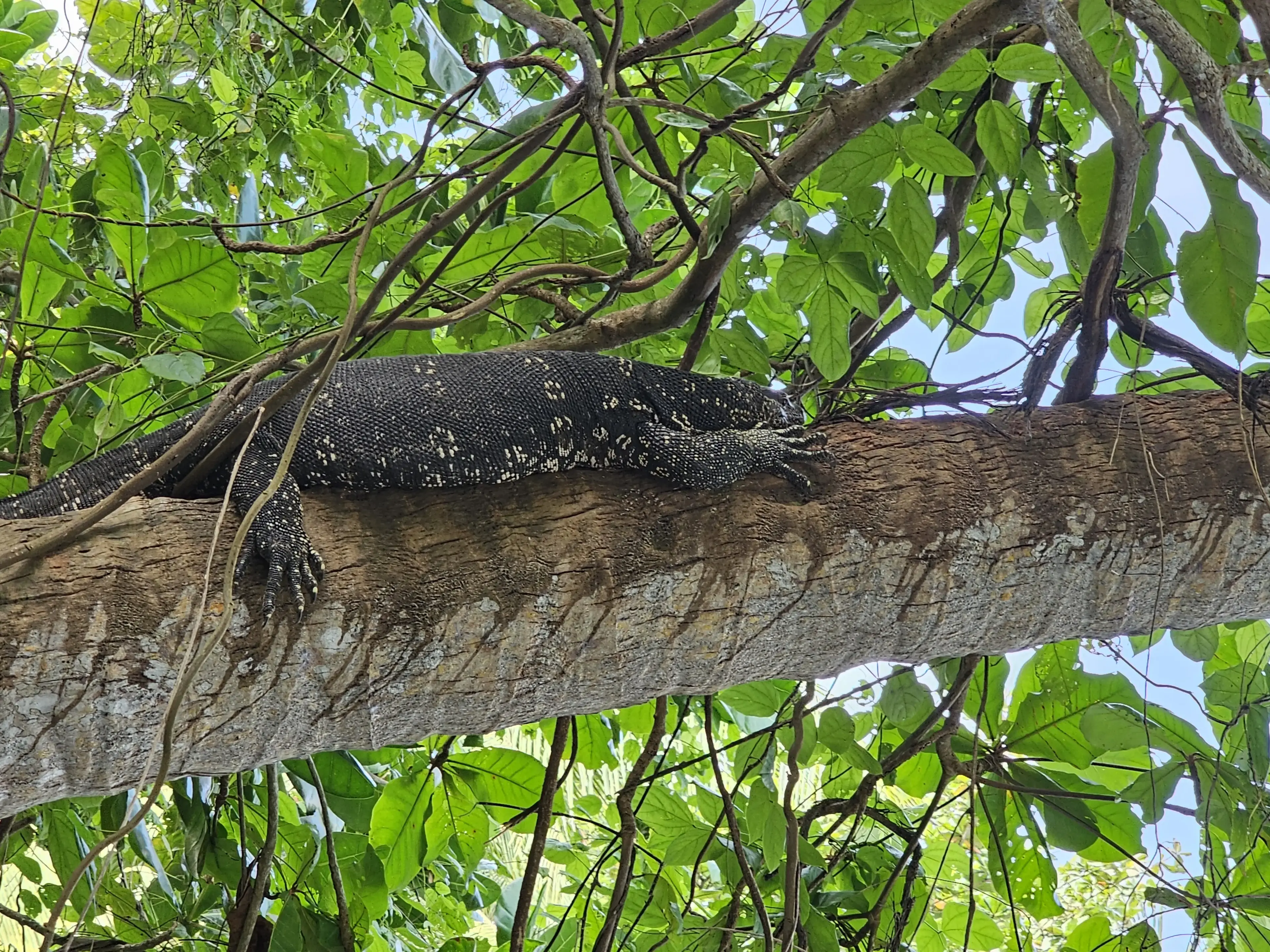 Bentota river Photo 28