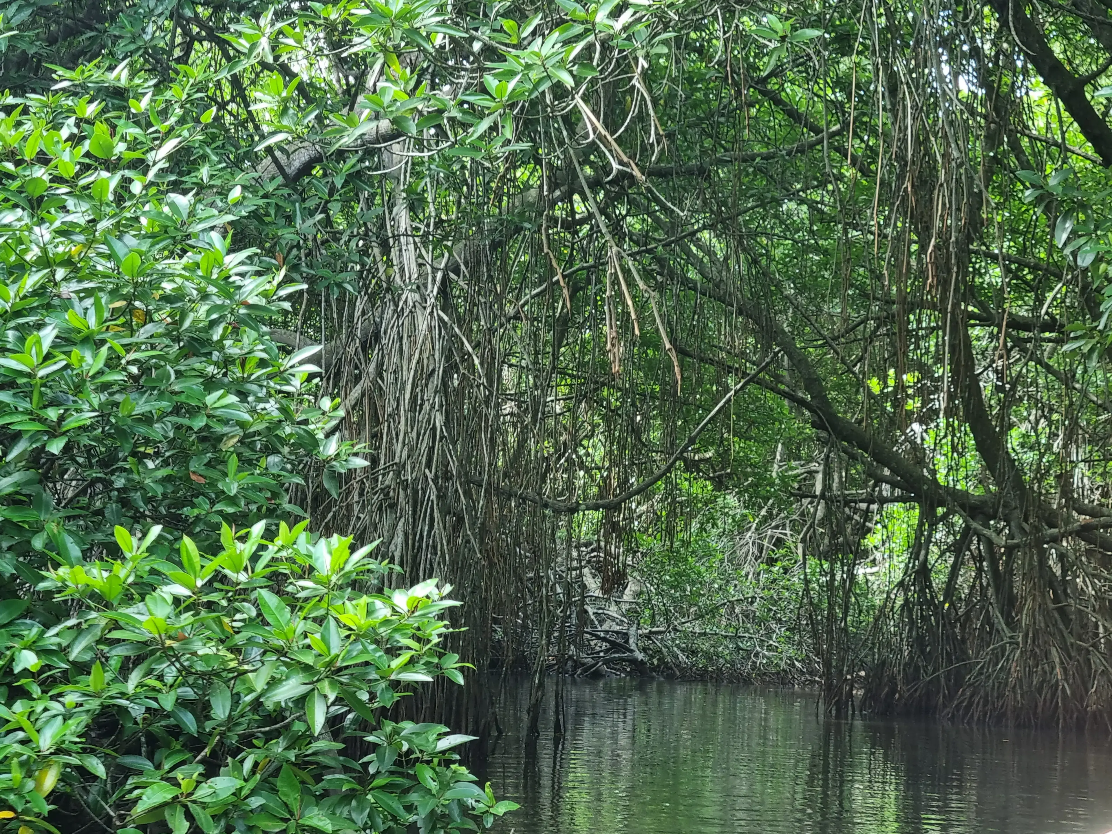 Bentota river Photo 31