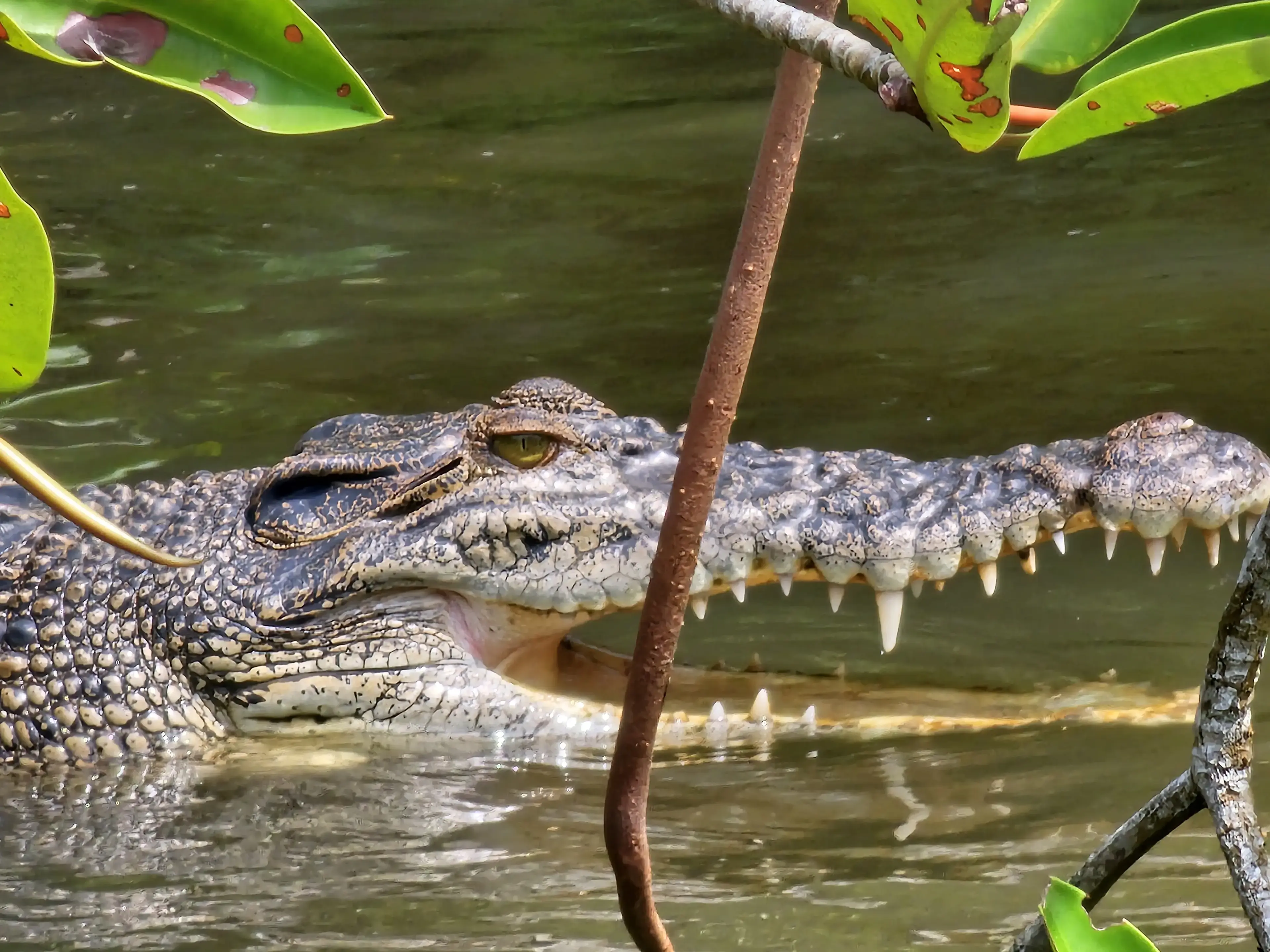 Bentota river Photo 32