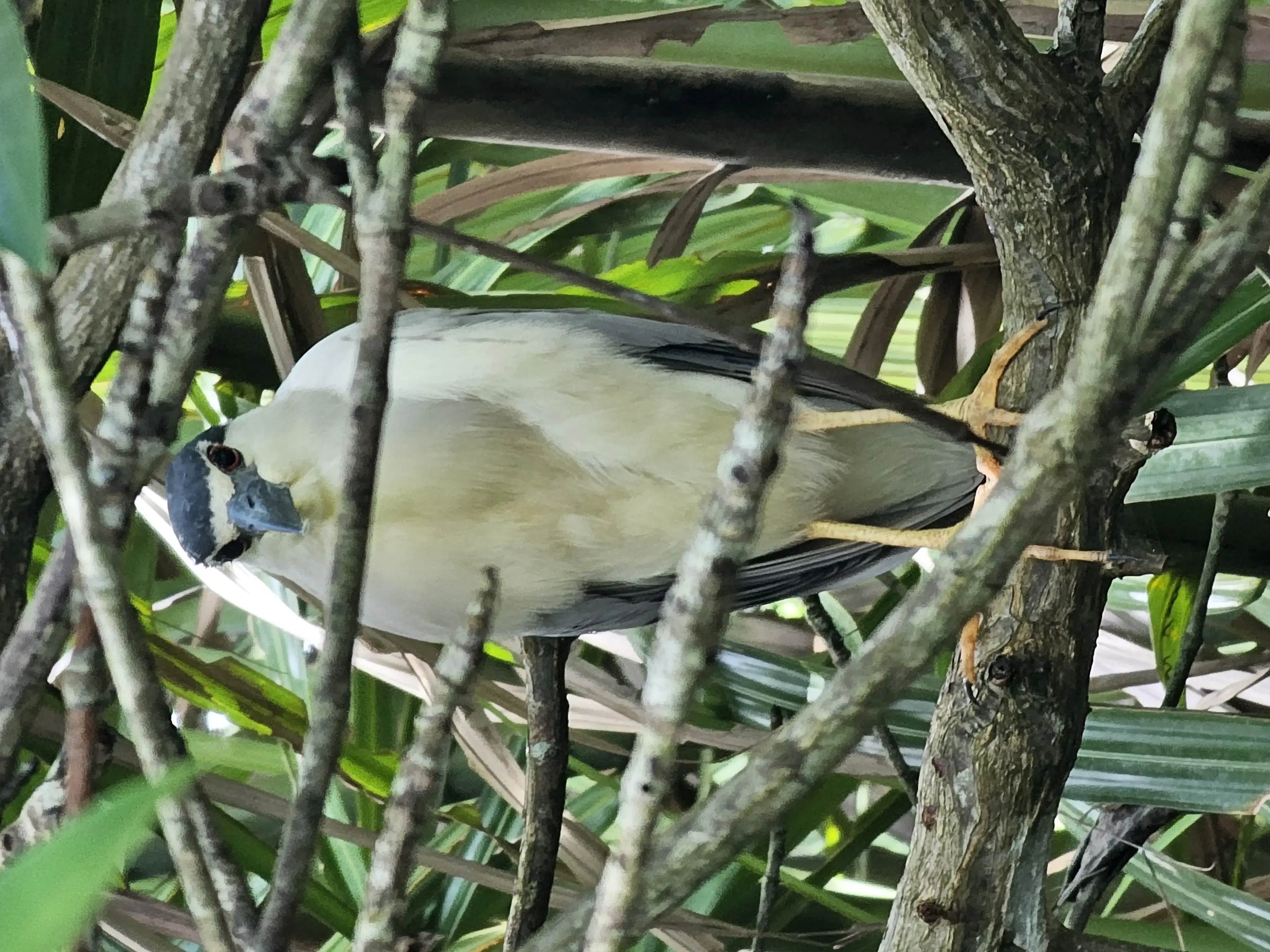 Bentota river Photo 33