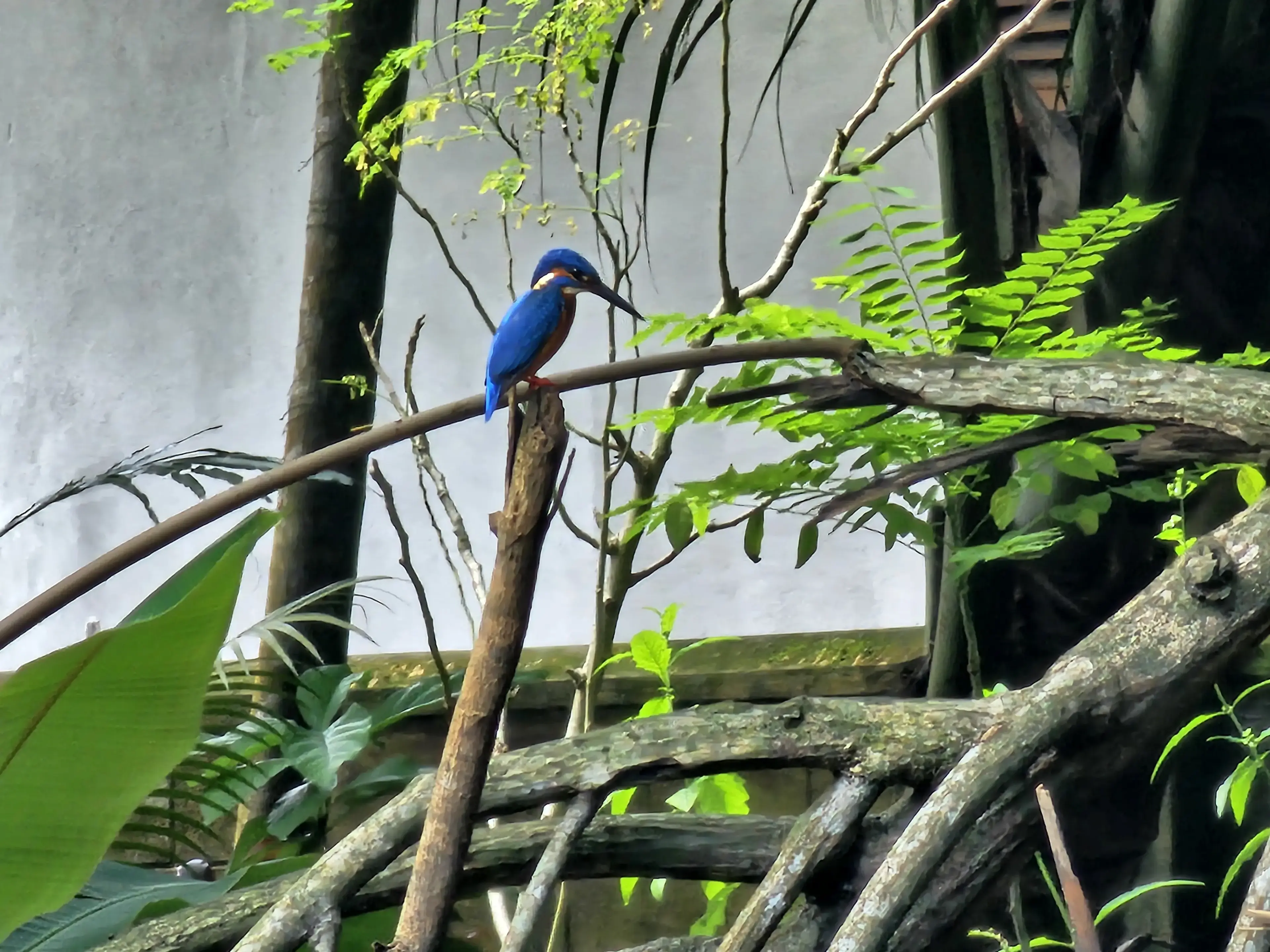 Bentota river Photo 34