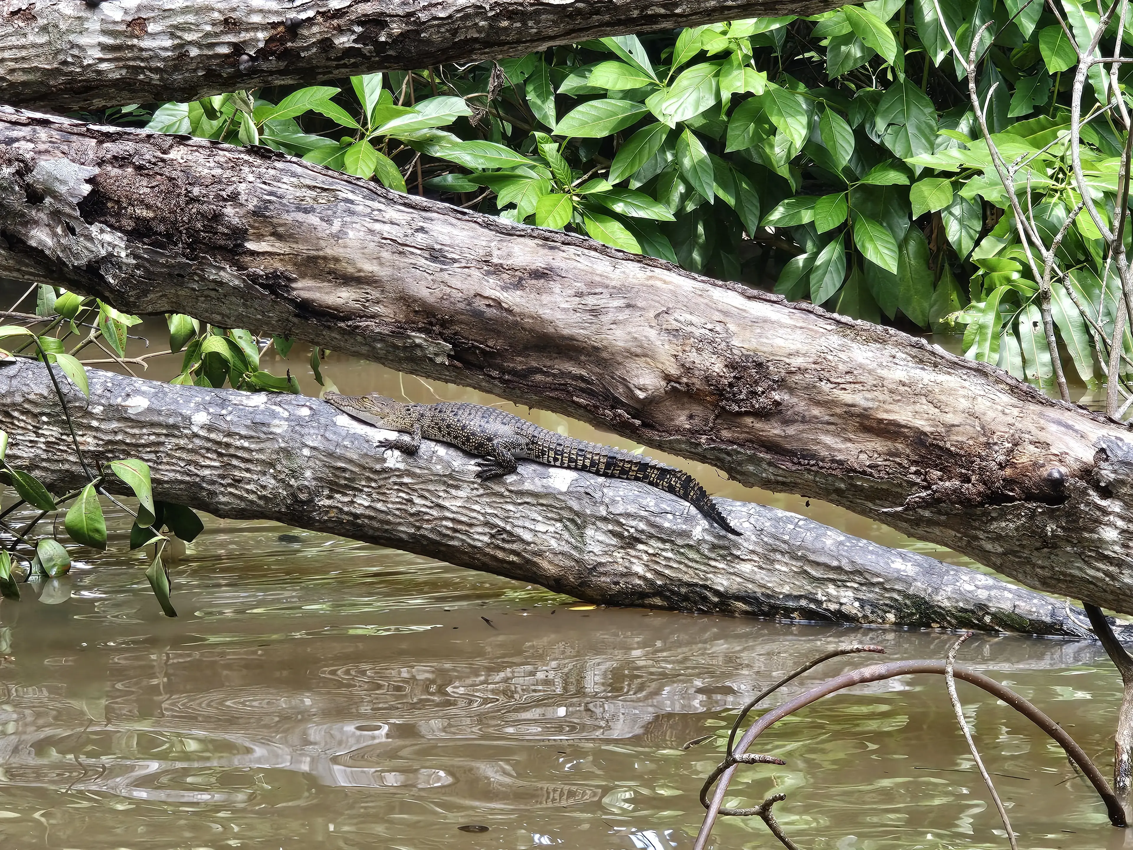 Bentota river Photo 35