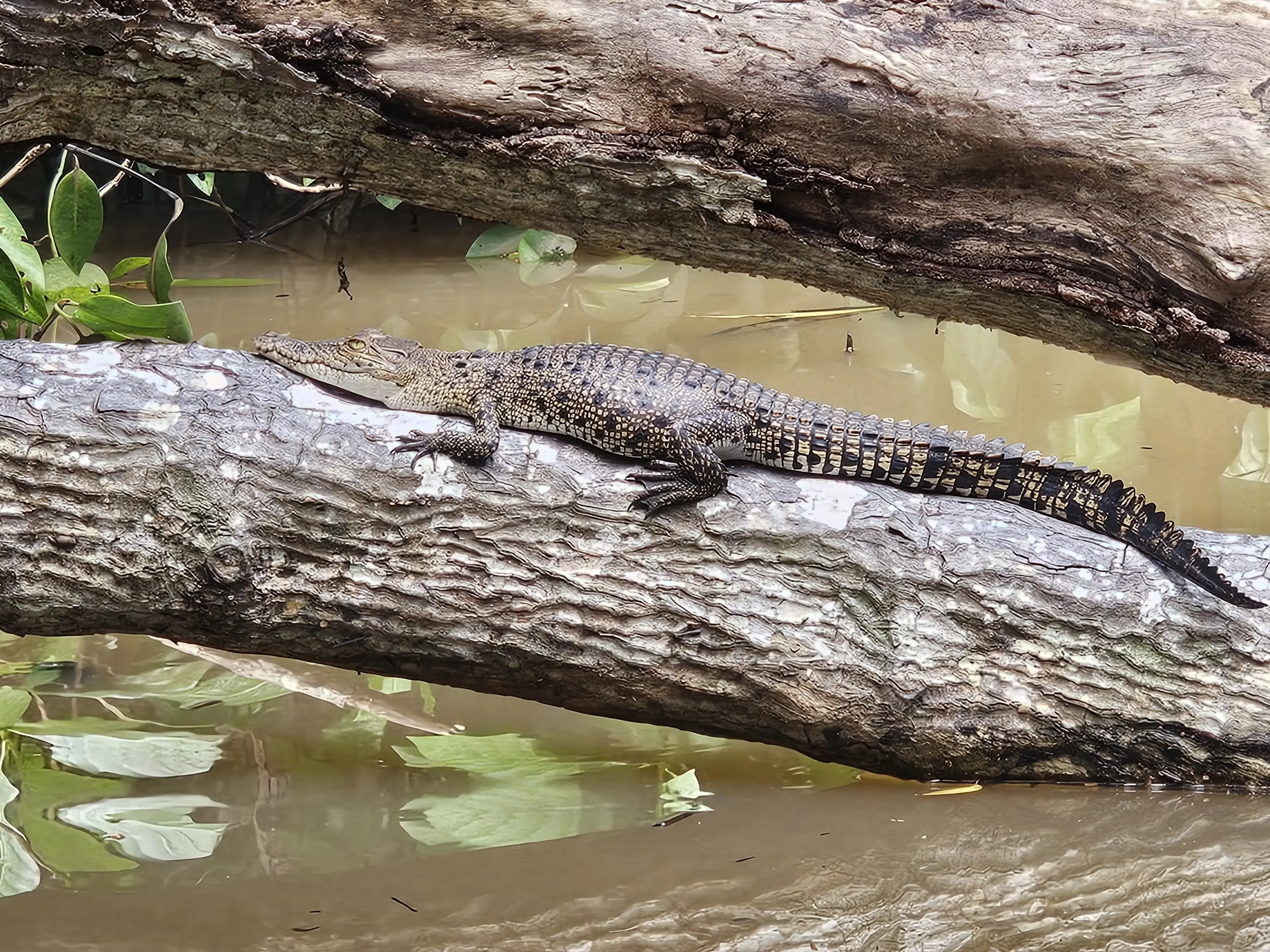 Bentota river Photo 36