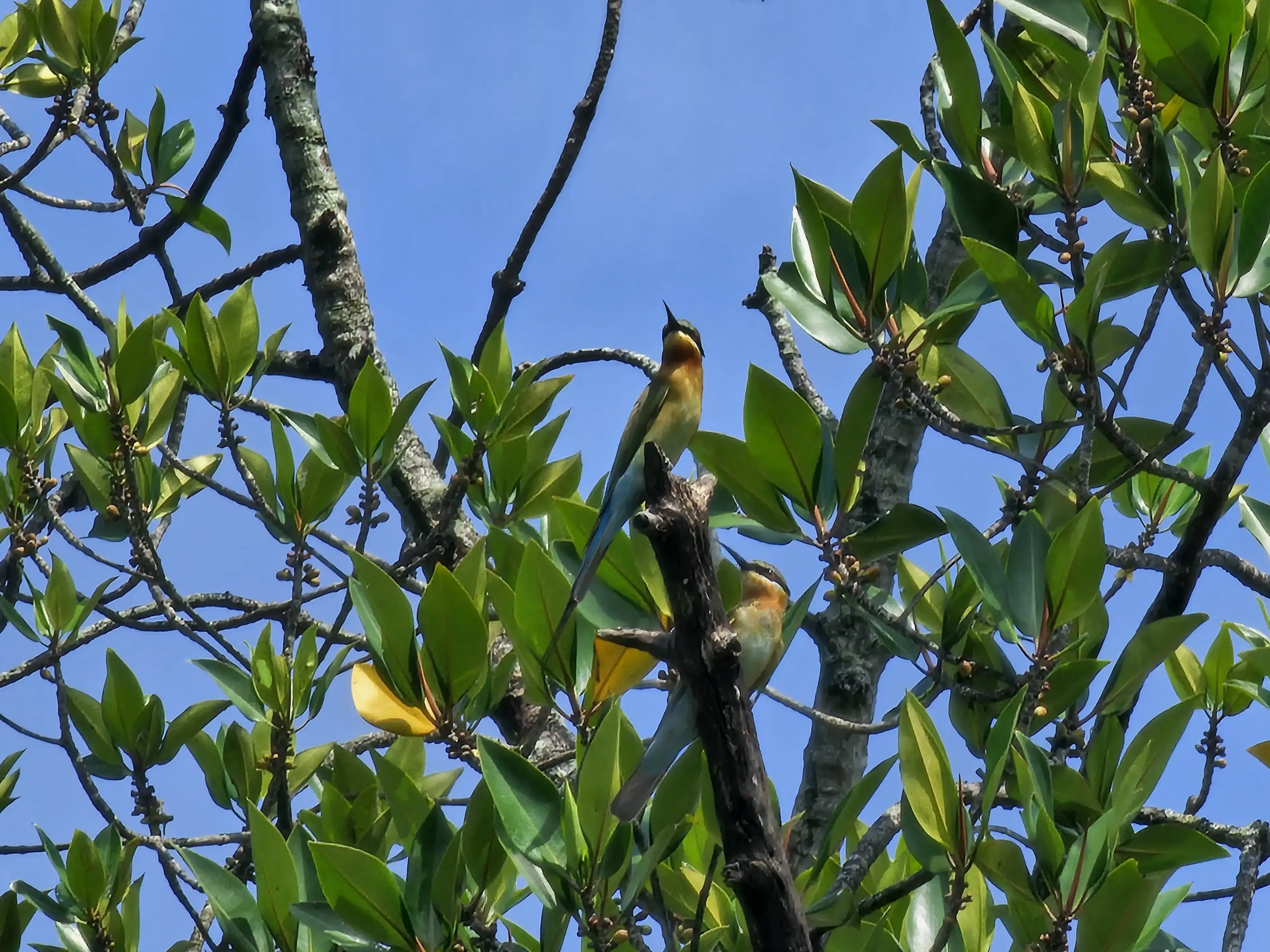 Bentota river Photo 37