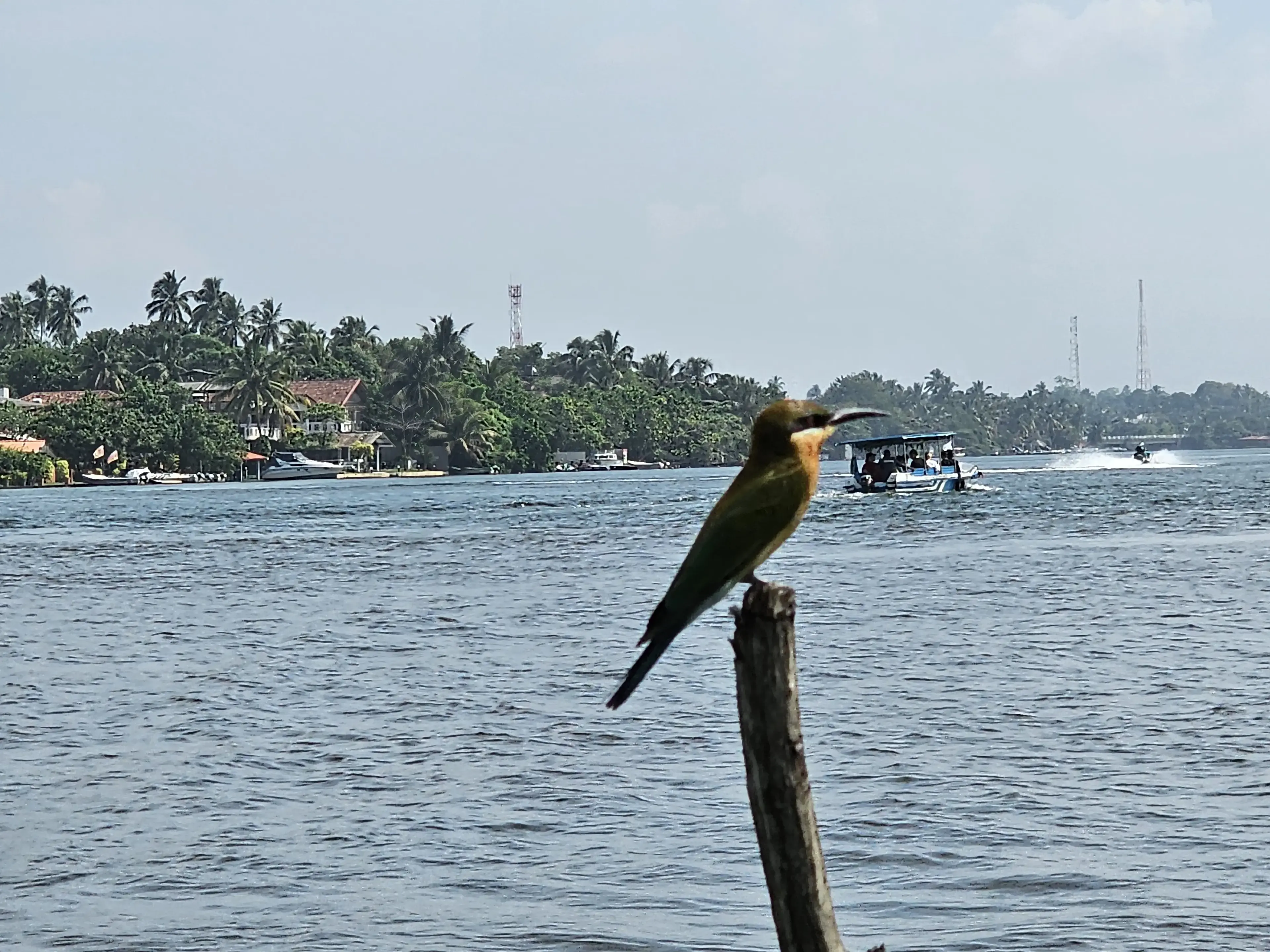 Bentota river Photo 38