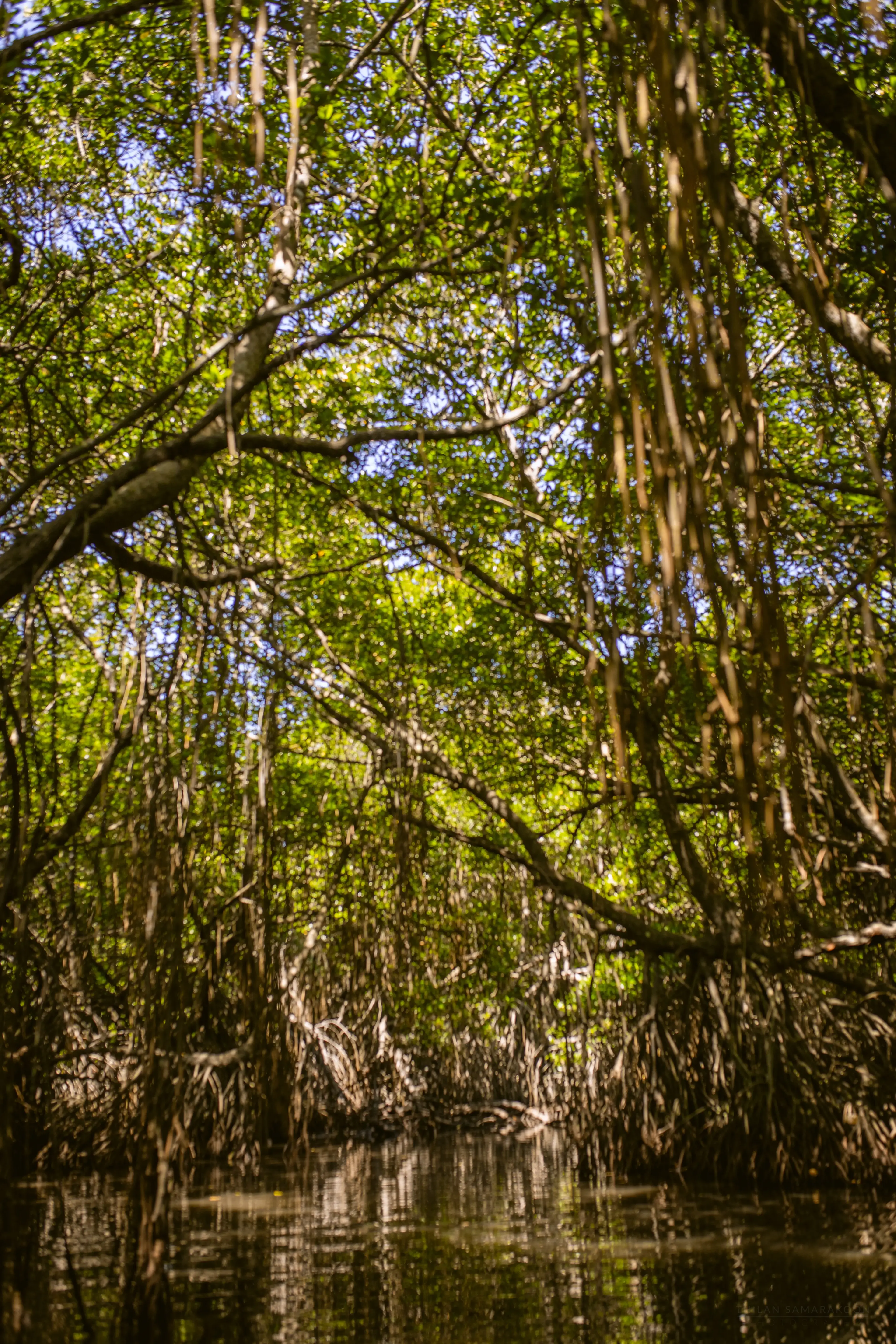 Bentota river Photo 4