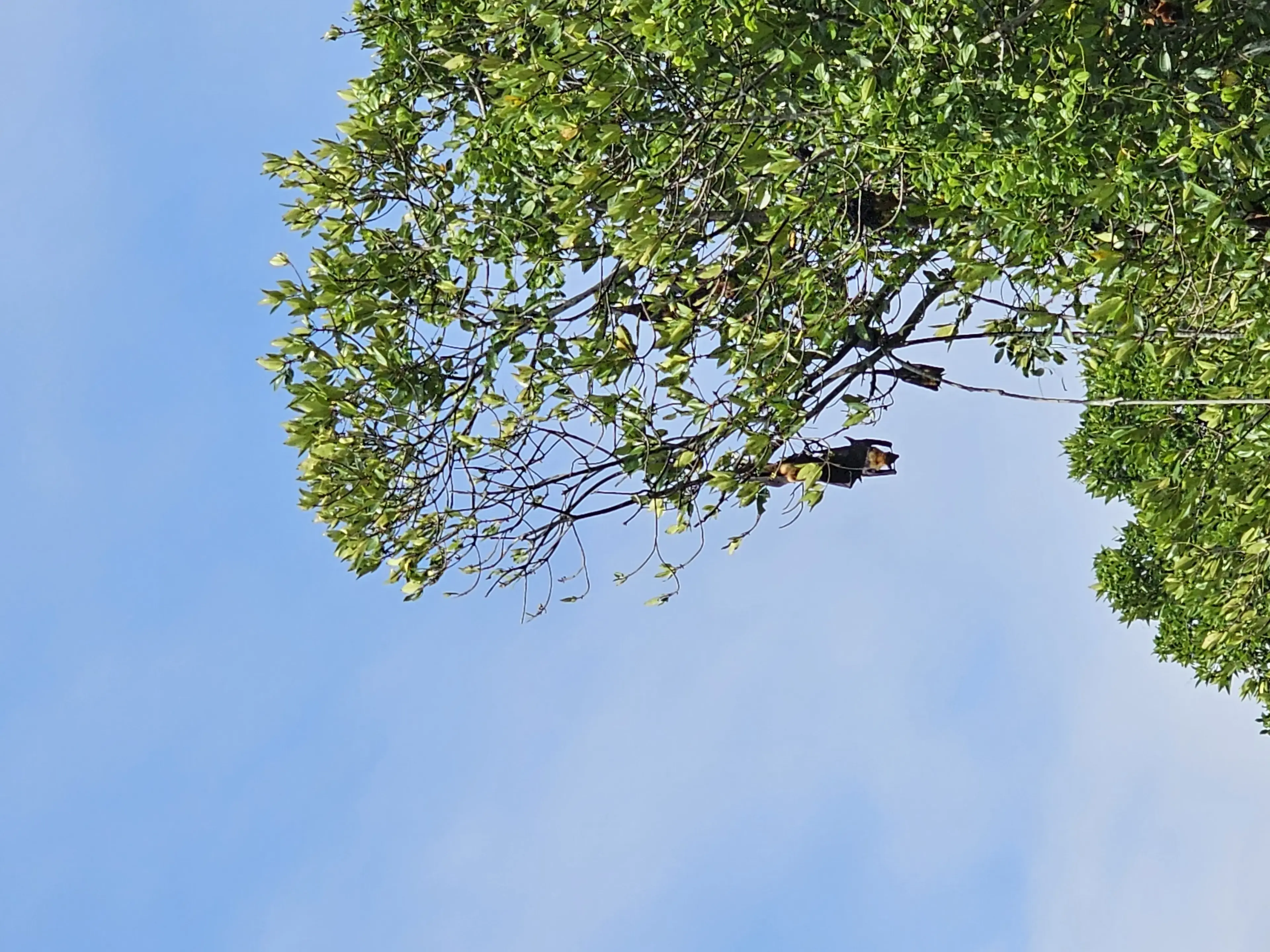 Bentota river Photo 41