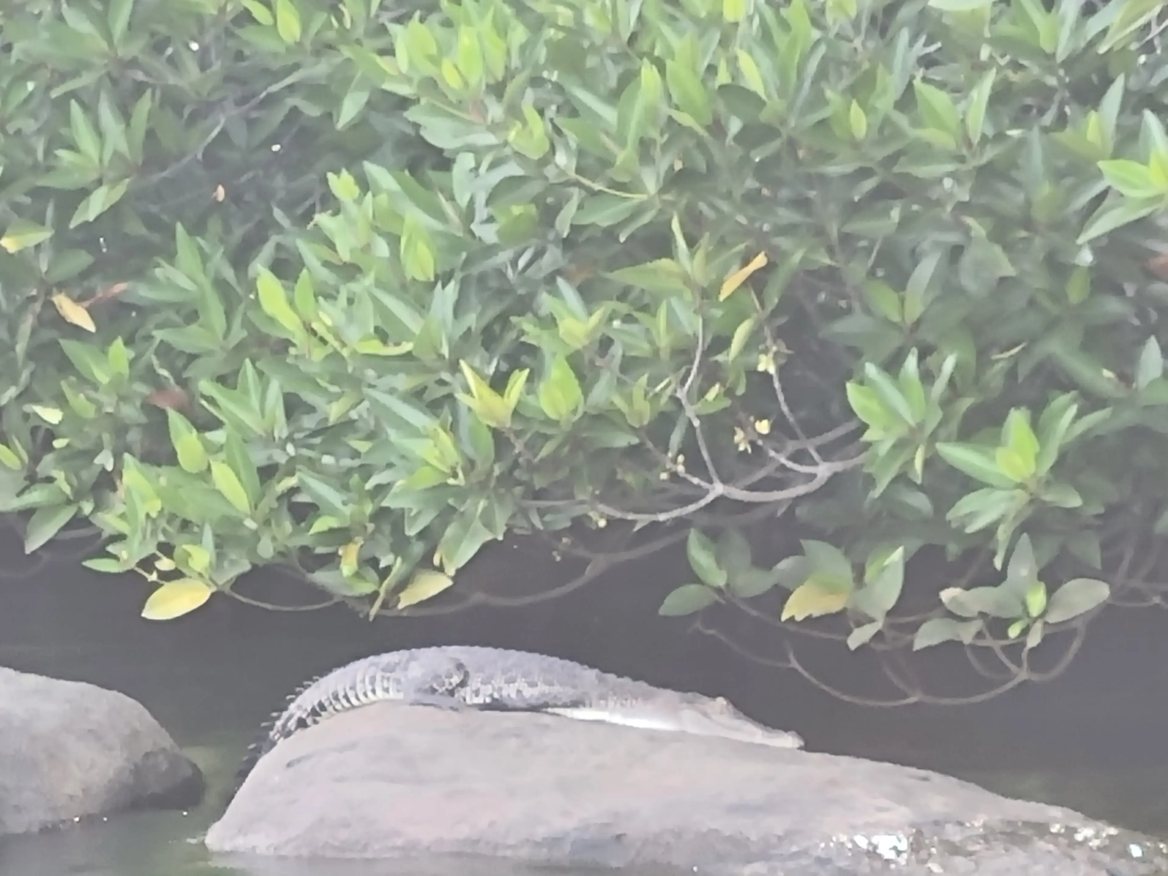 Bentota river Photo 42