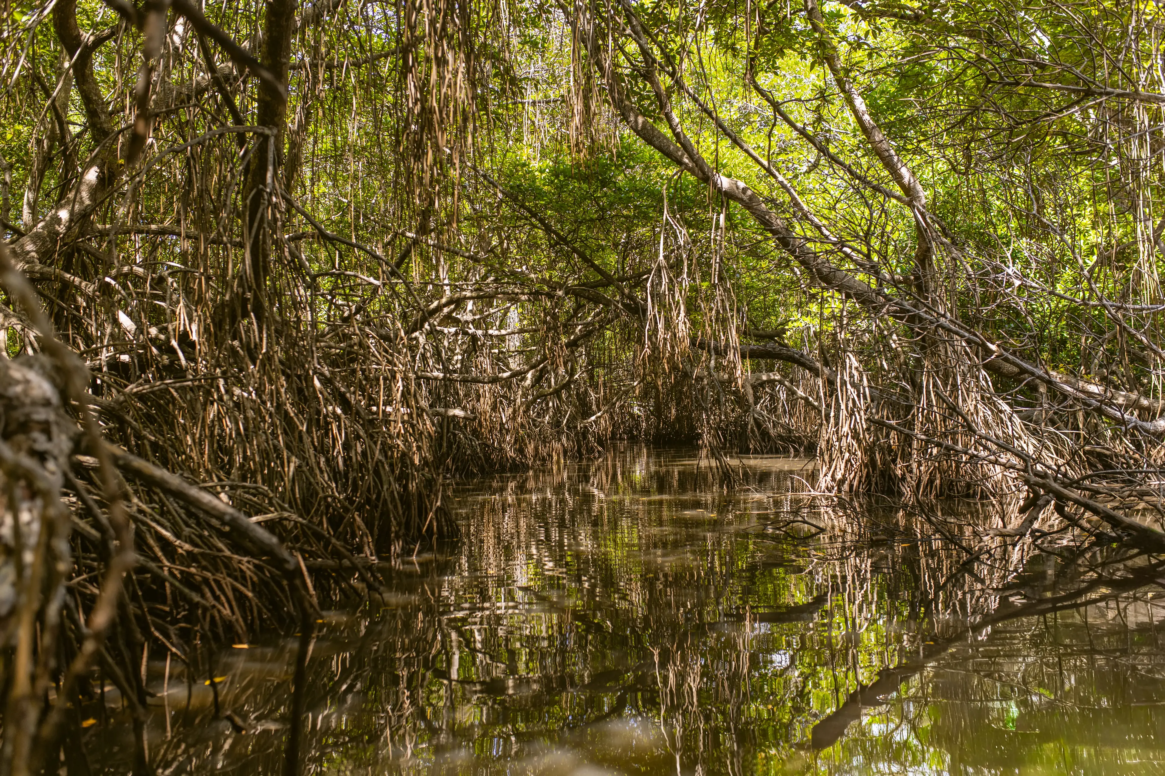 Bentota river Photo 5