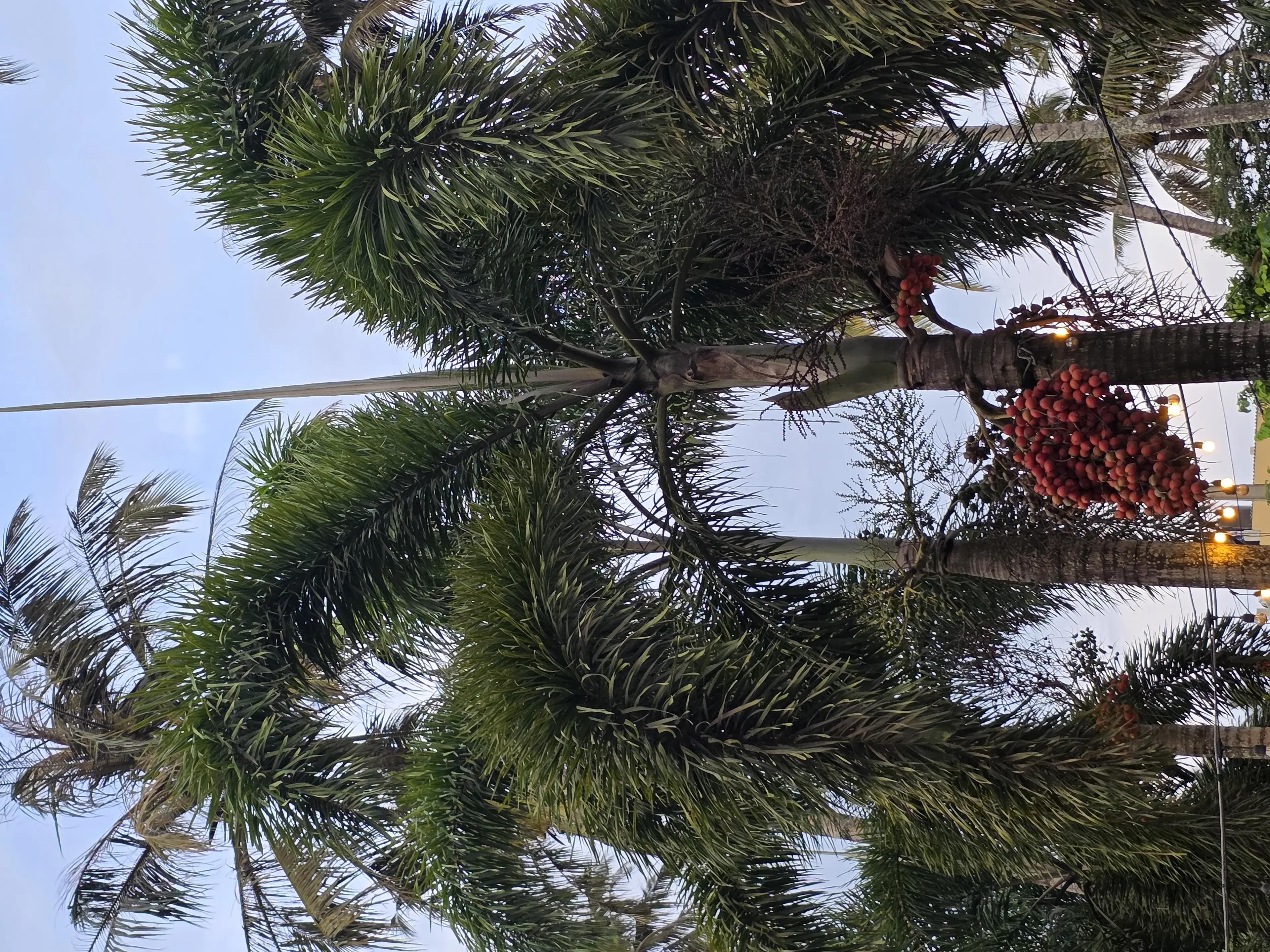 Bentota river Photo 52