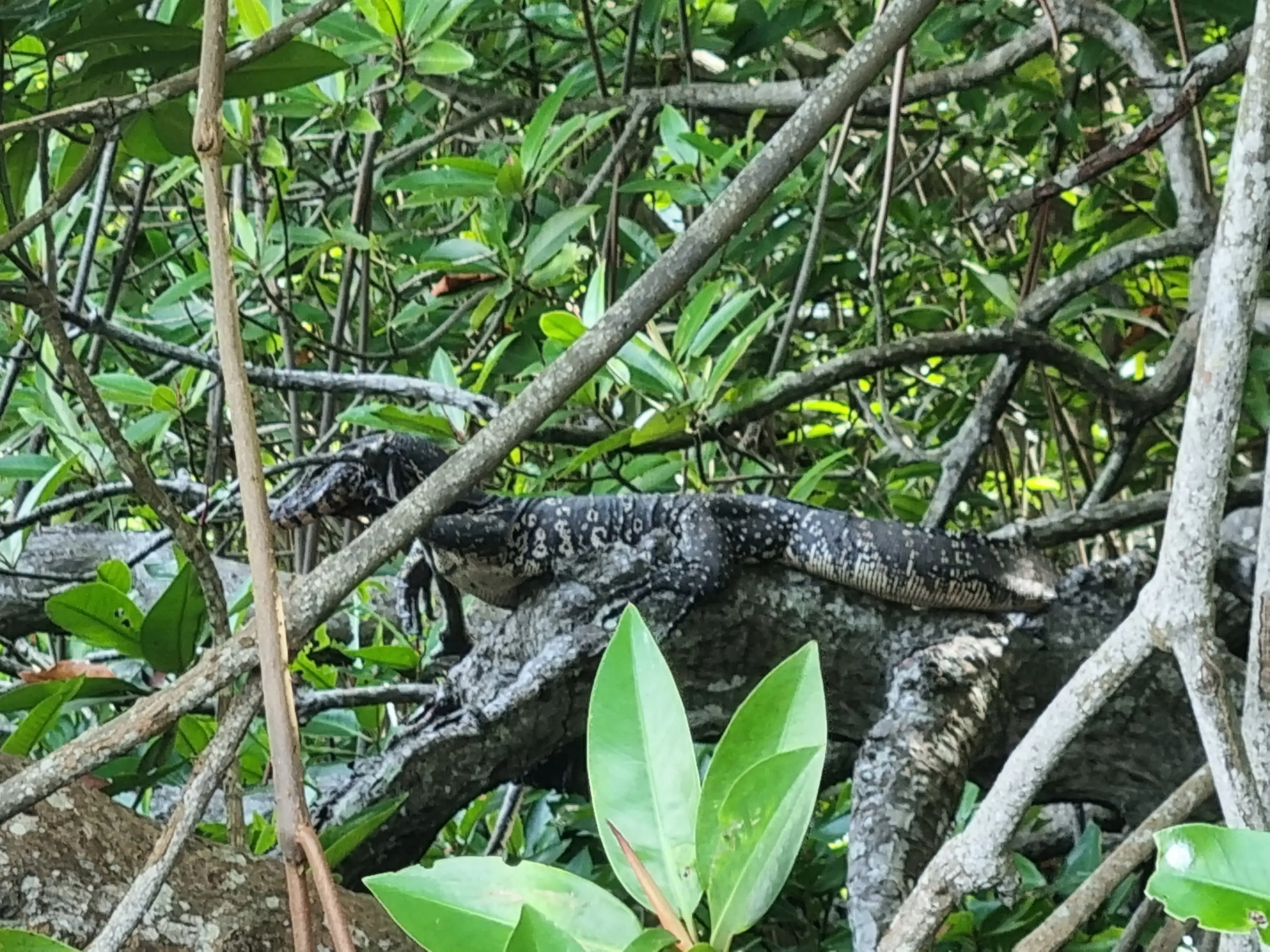 Bentota river Photo 53