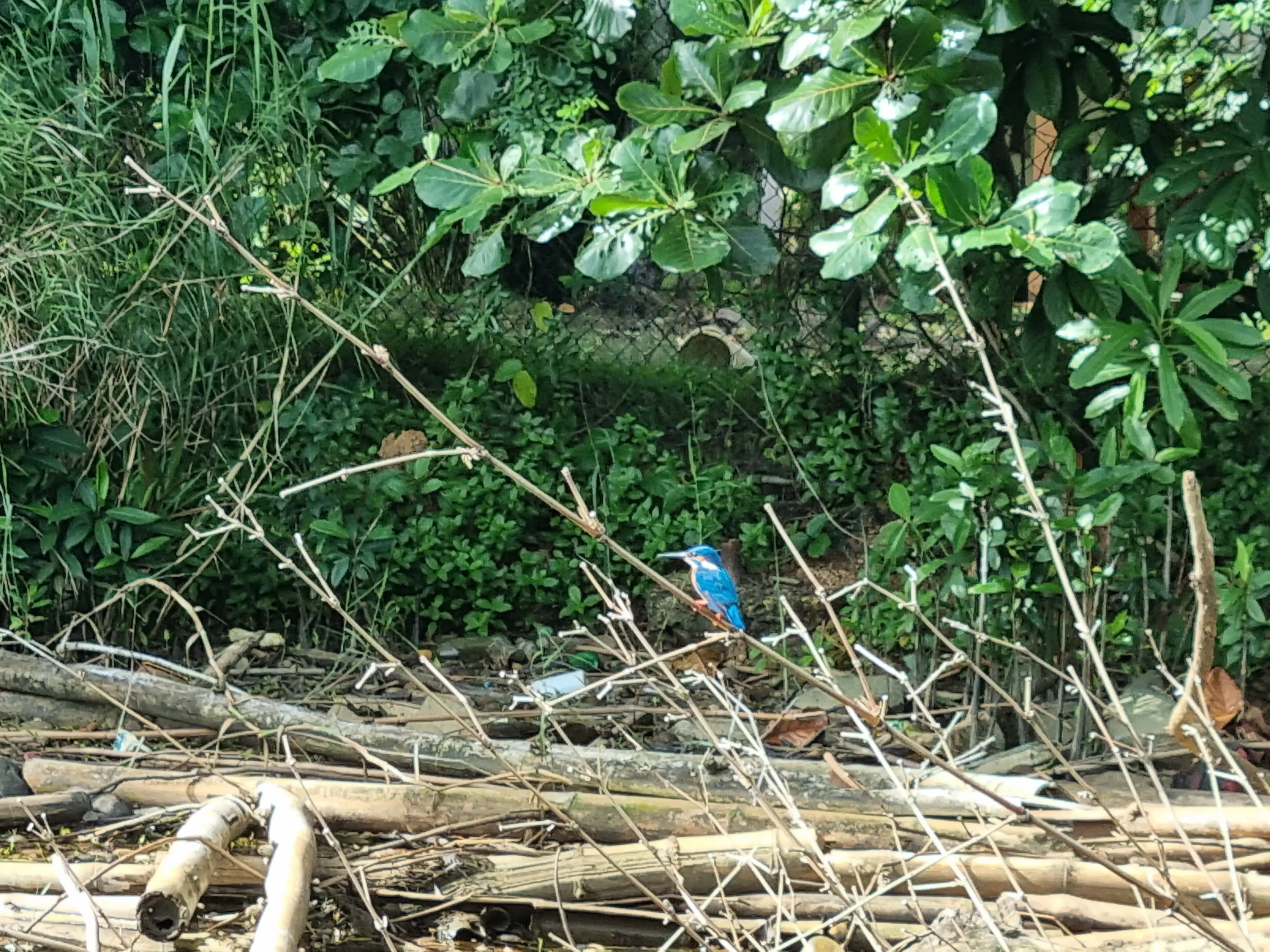 Bentota river Photo 57