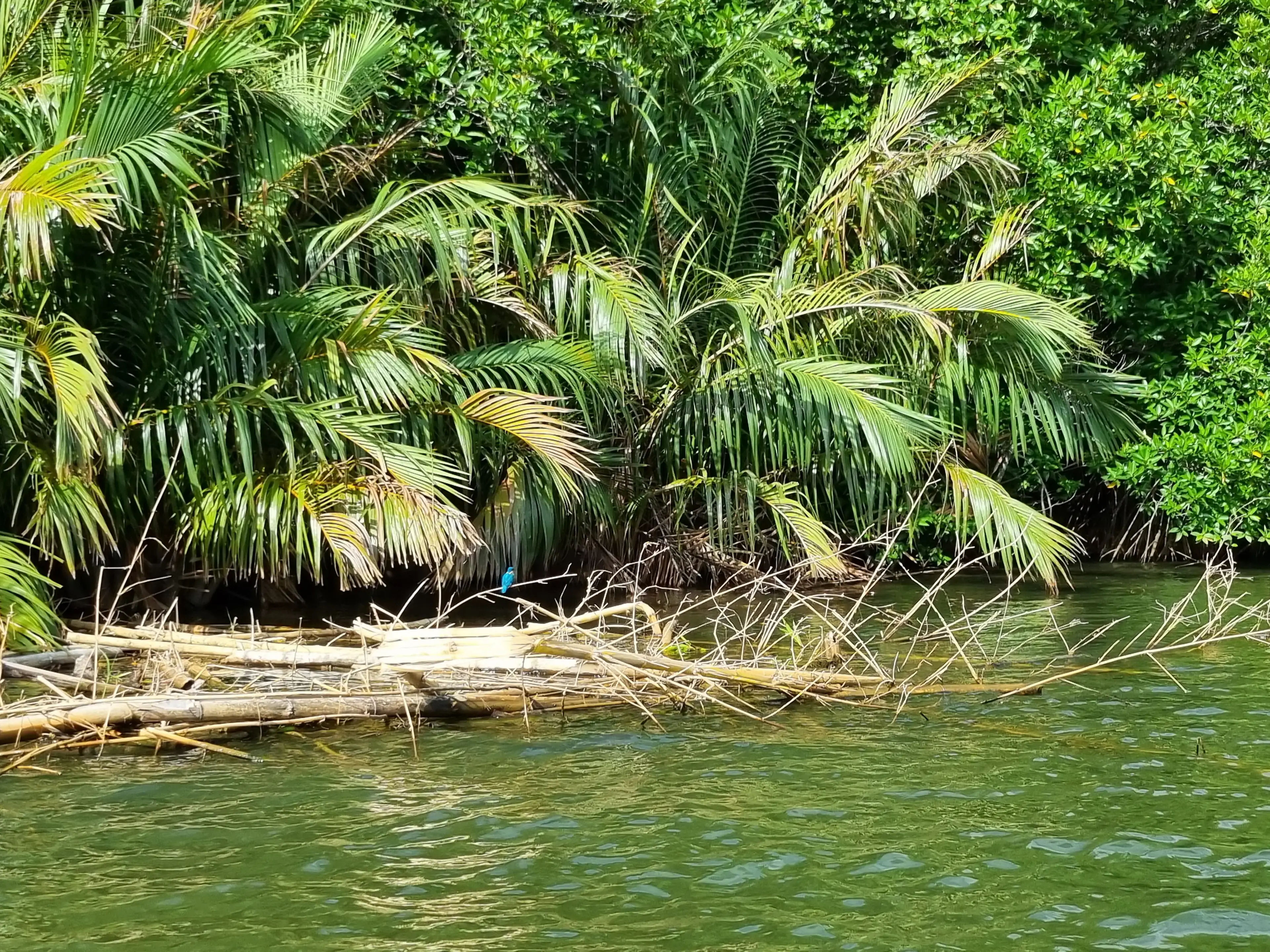 Bentota river Photo 58