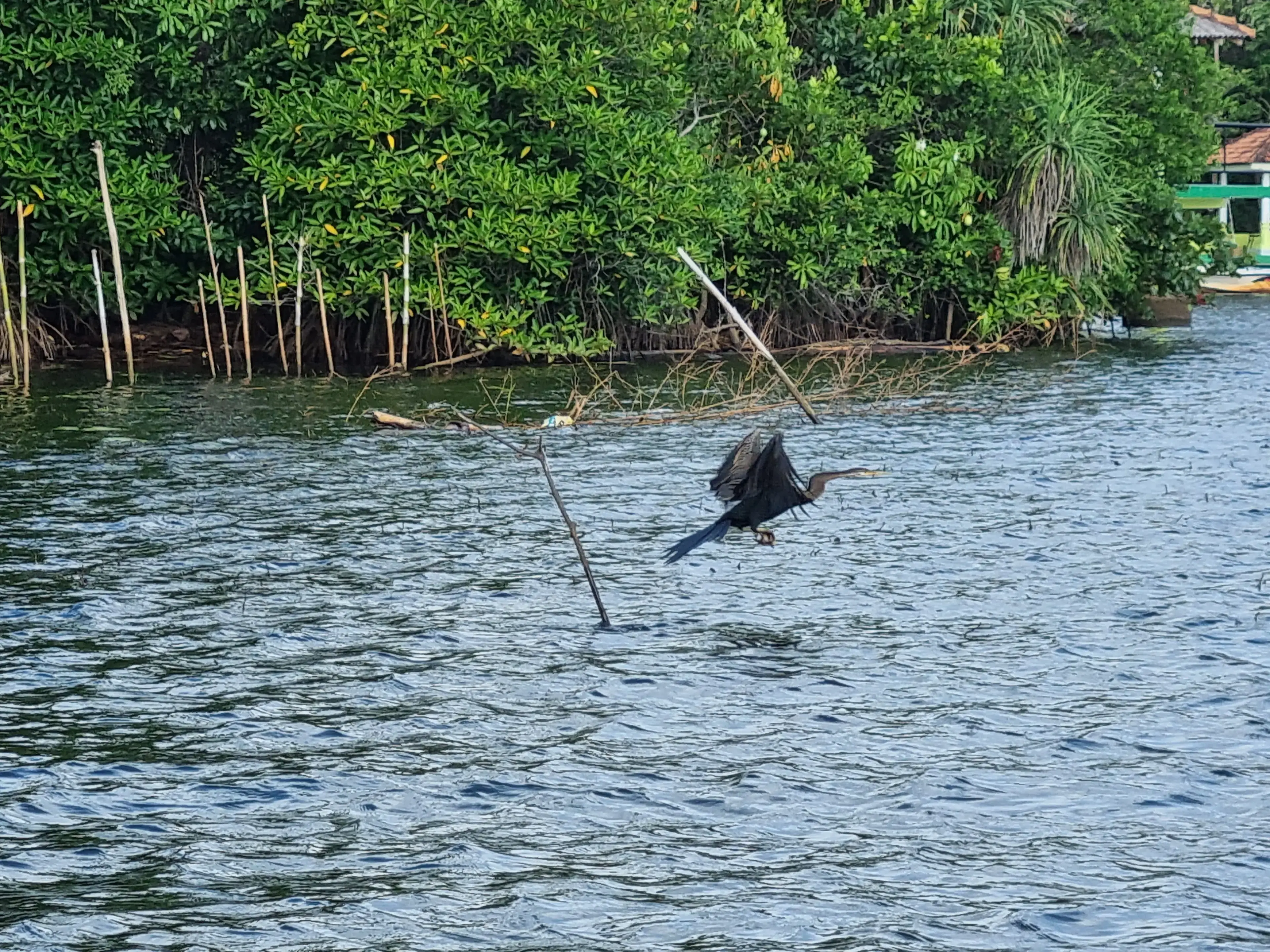 Bentota river Photo 59