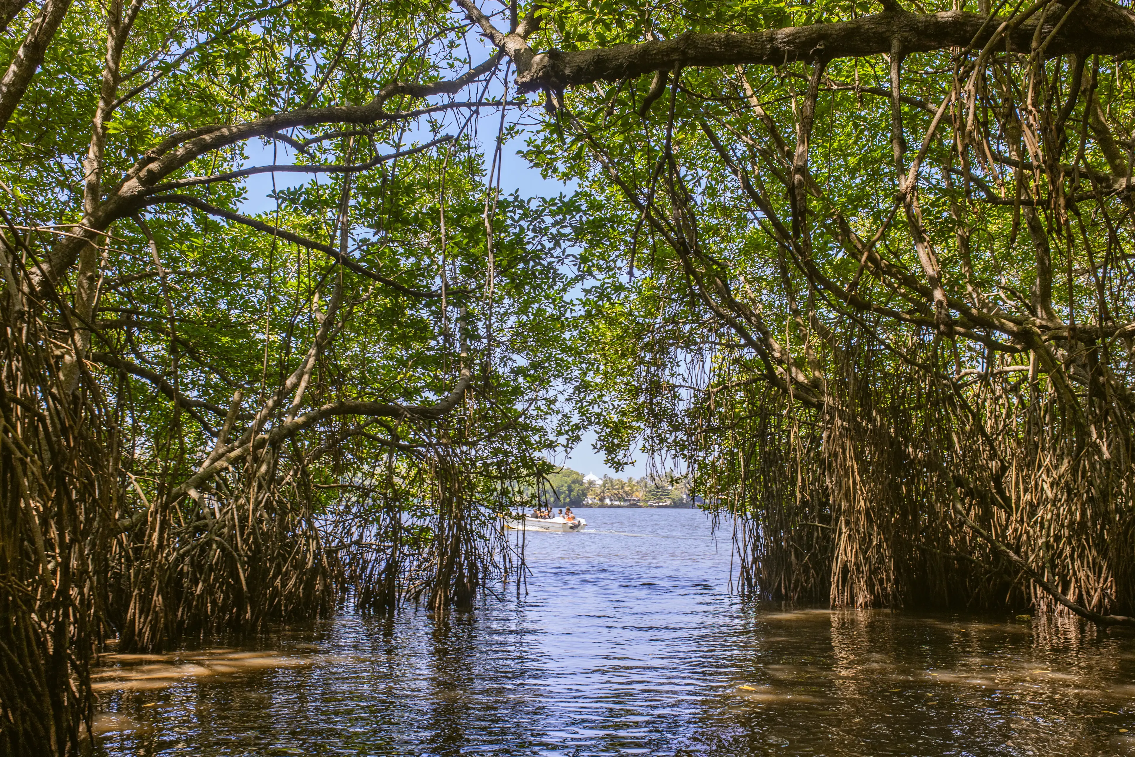 Bentota river Photo 6
