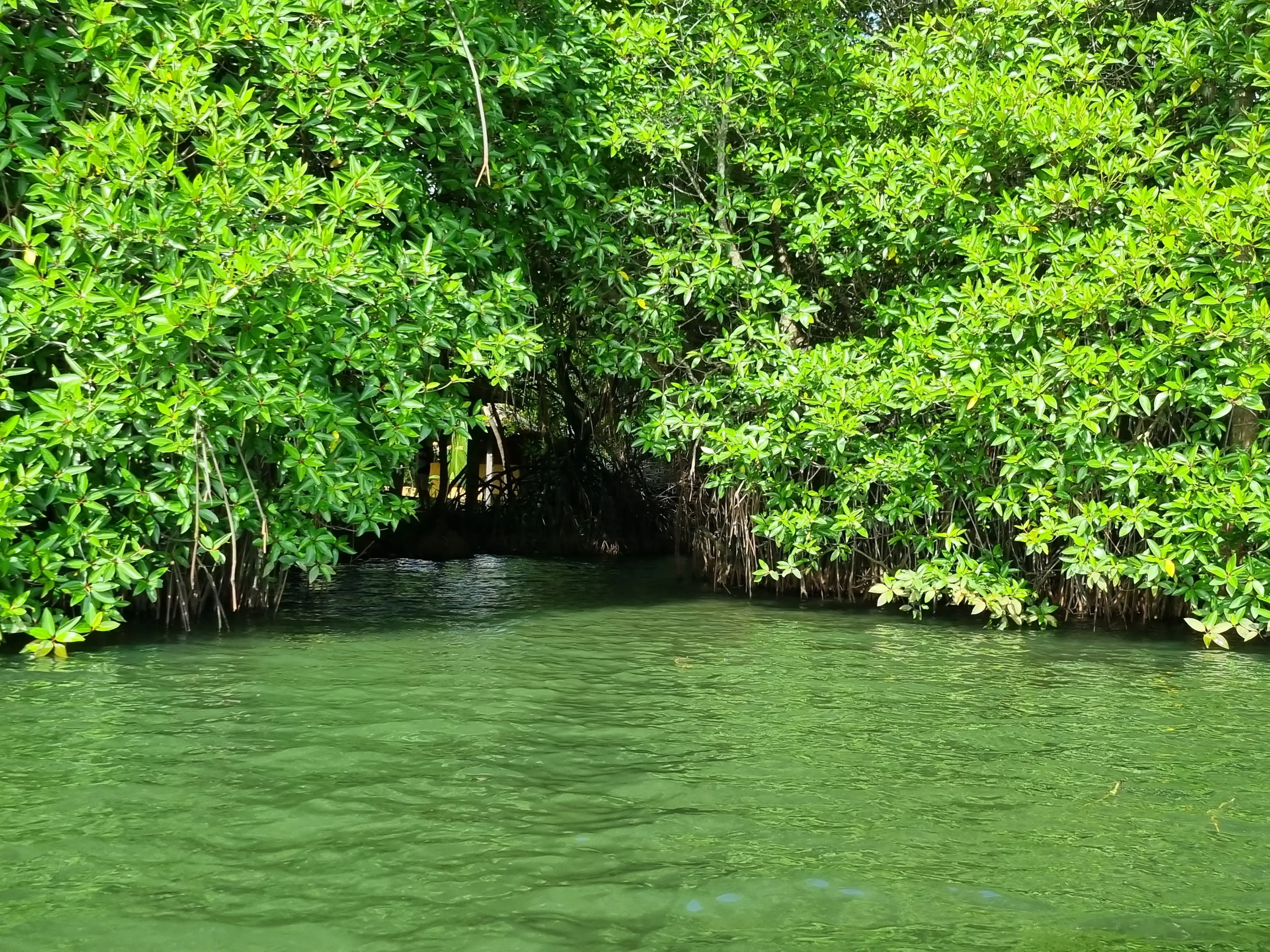 Bentota river Photo 60