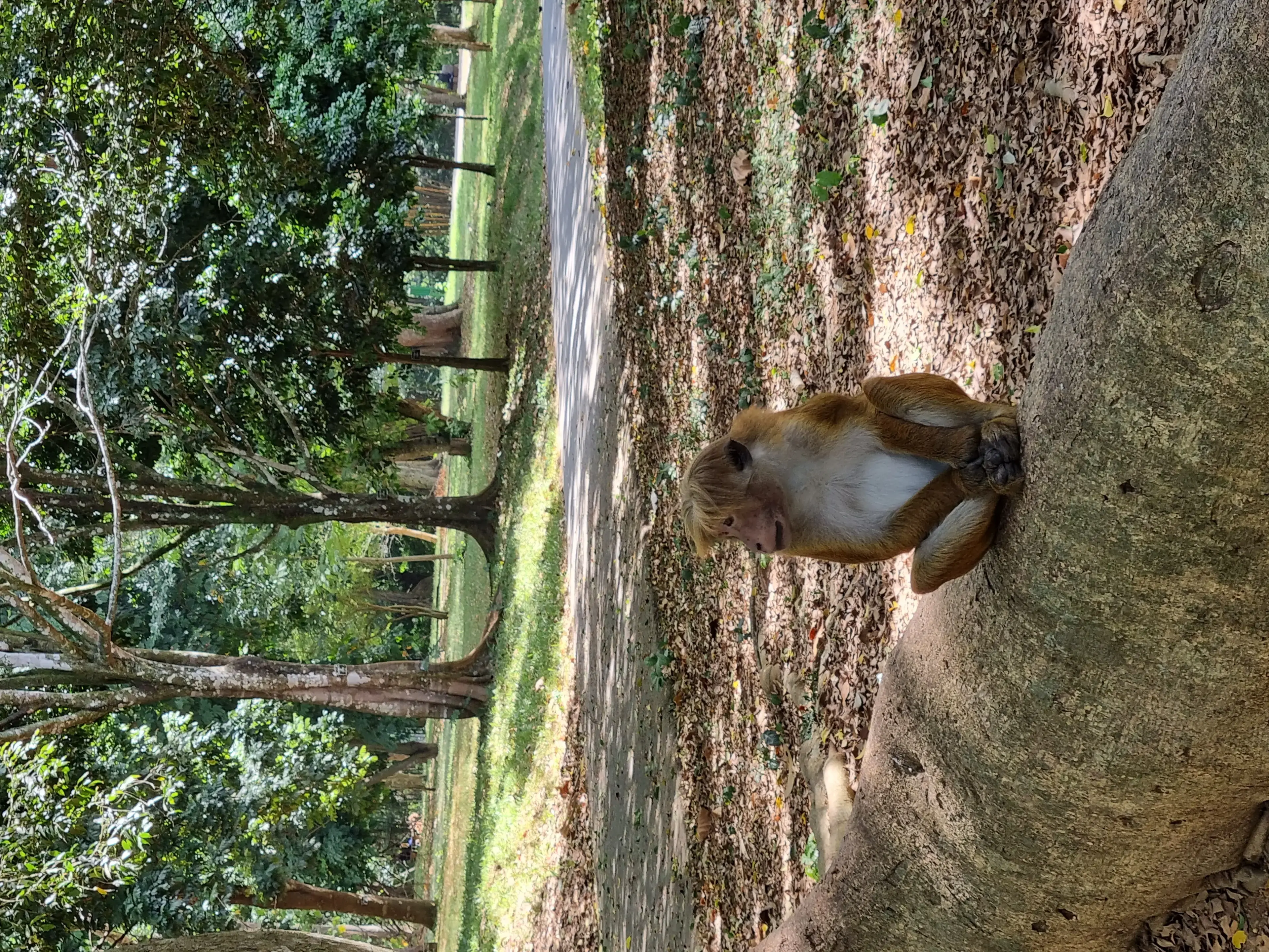 Botanical garden Photo 2