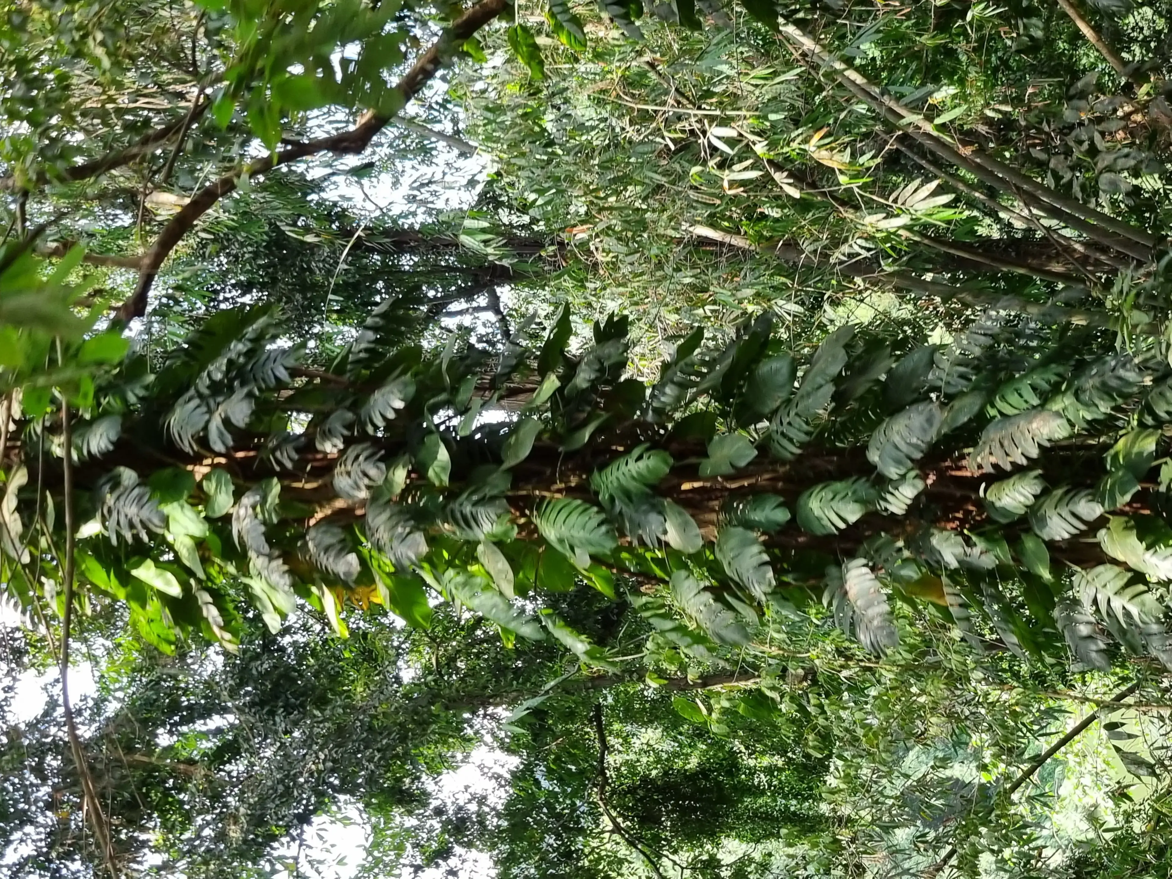 Botanical garden Photo 3