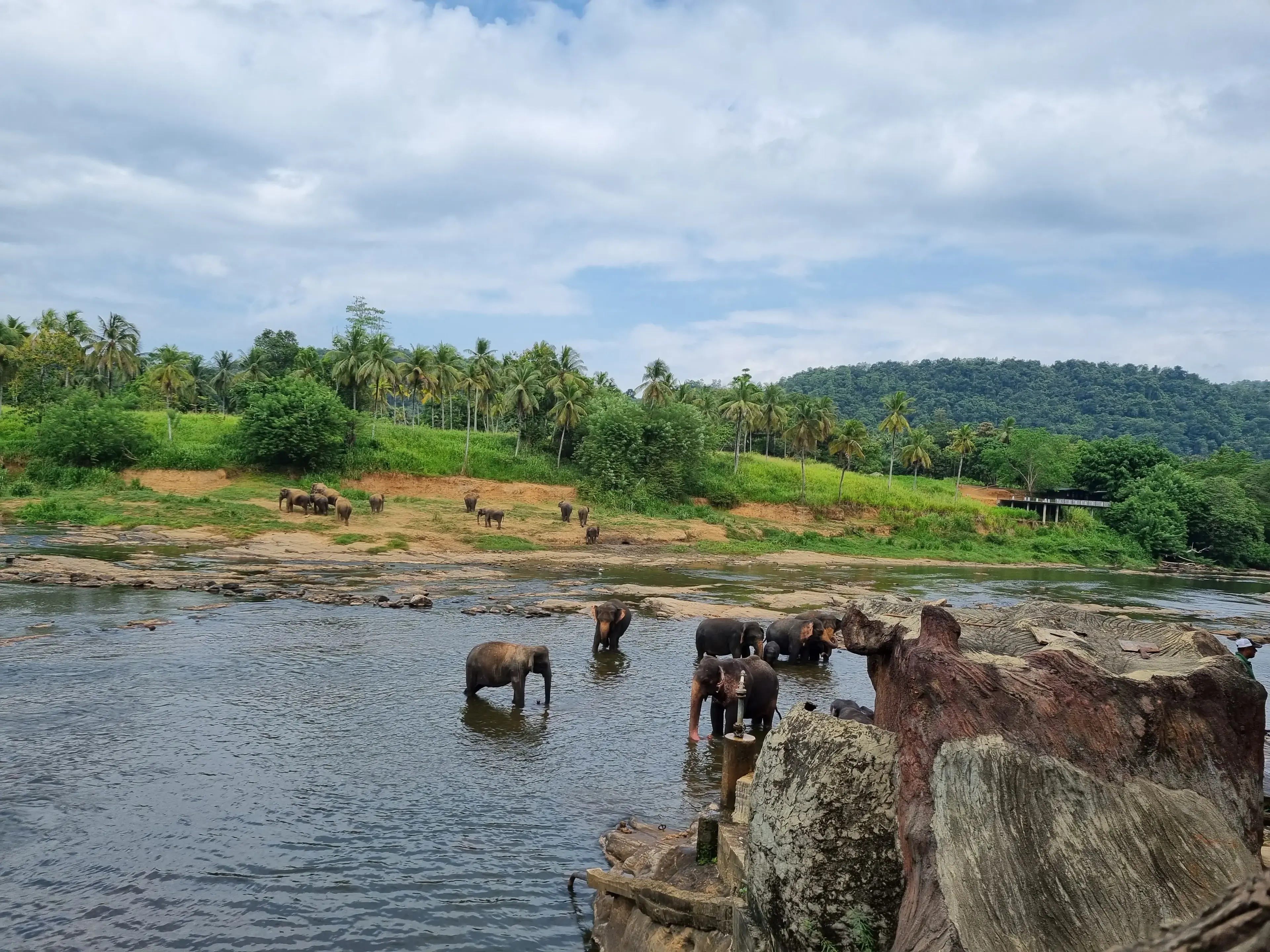Pinnawala elephant orphanage Photo 1