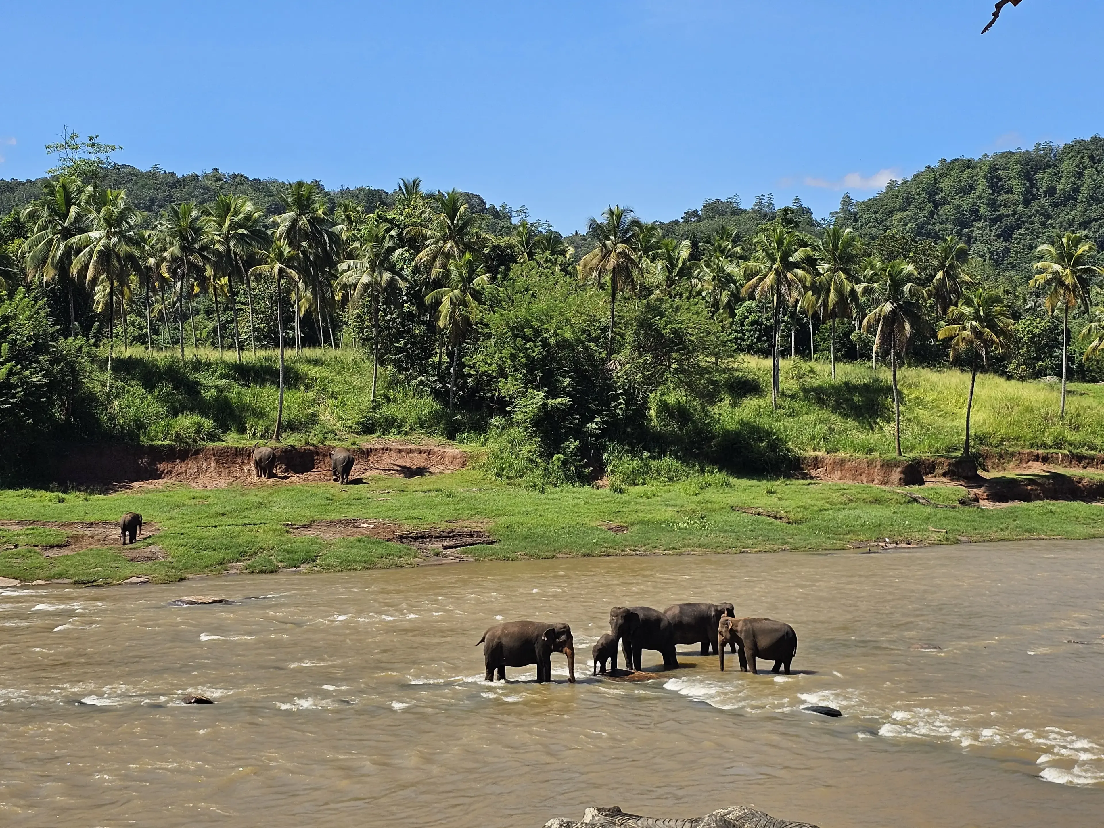 Pinnawala elephant orphanage Photo 10