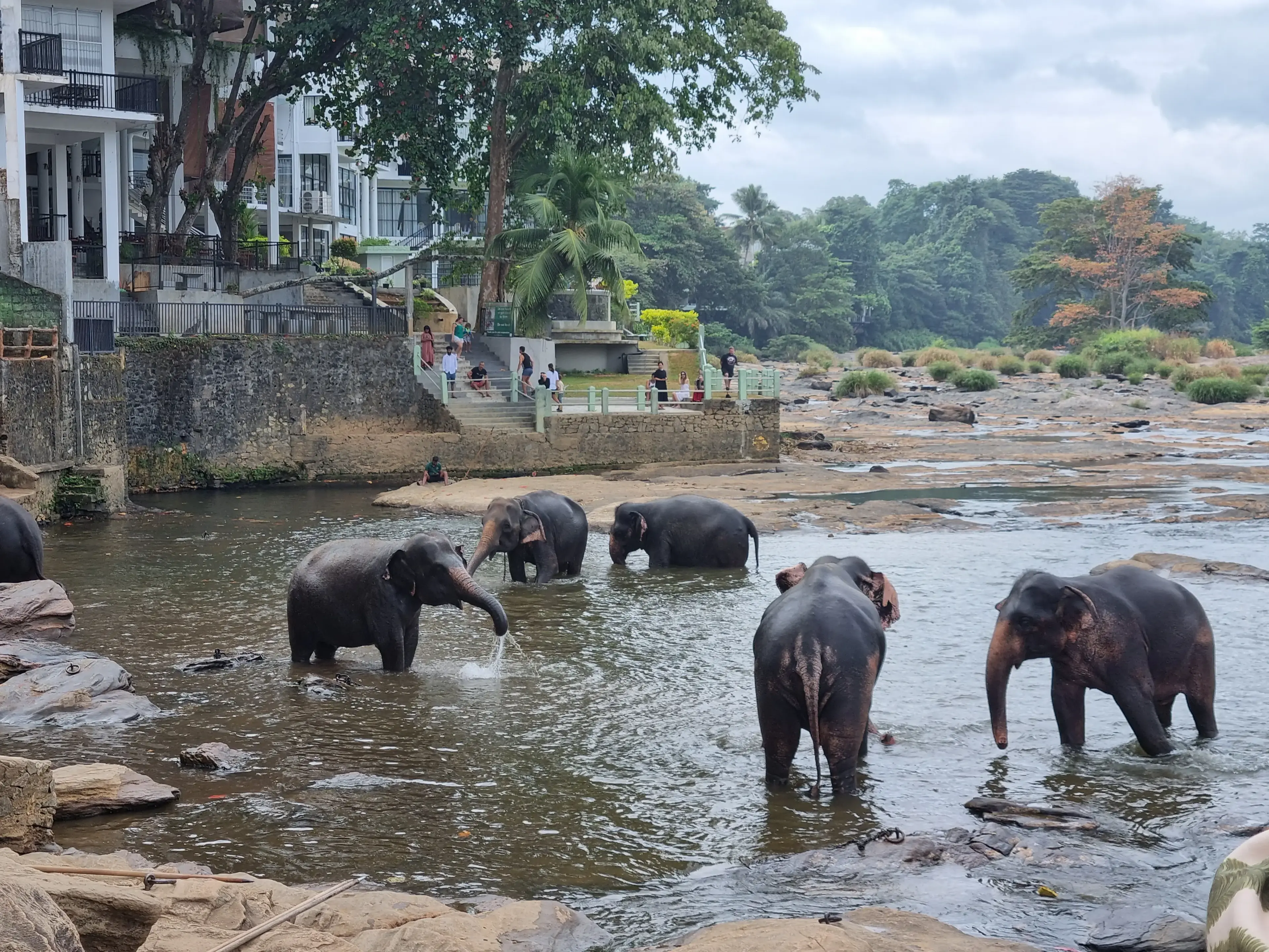 Pinnawala elephant orphanage Photo 2