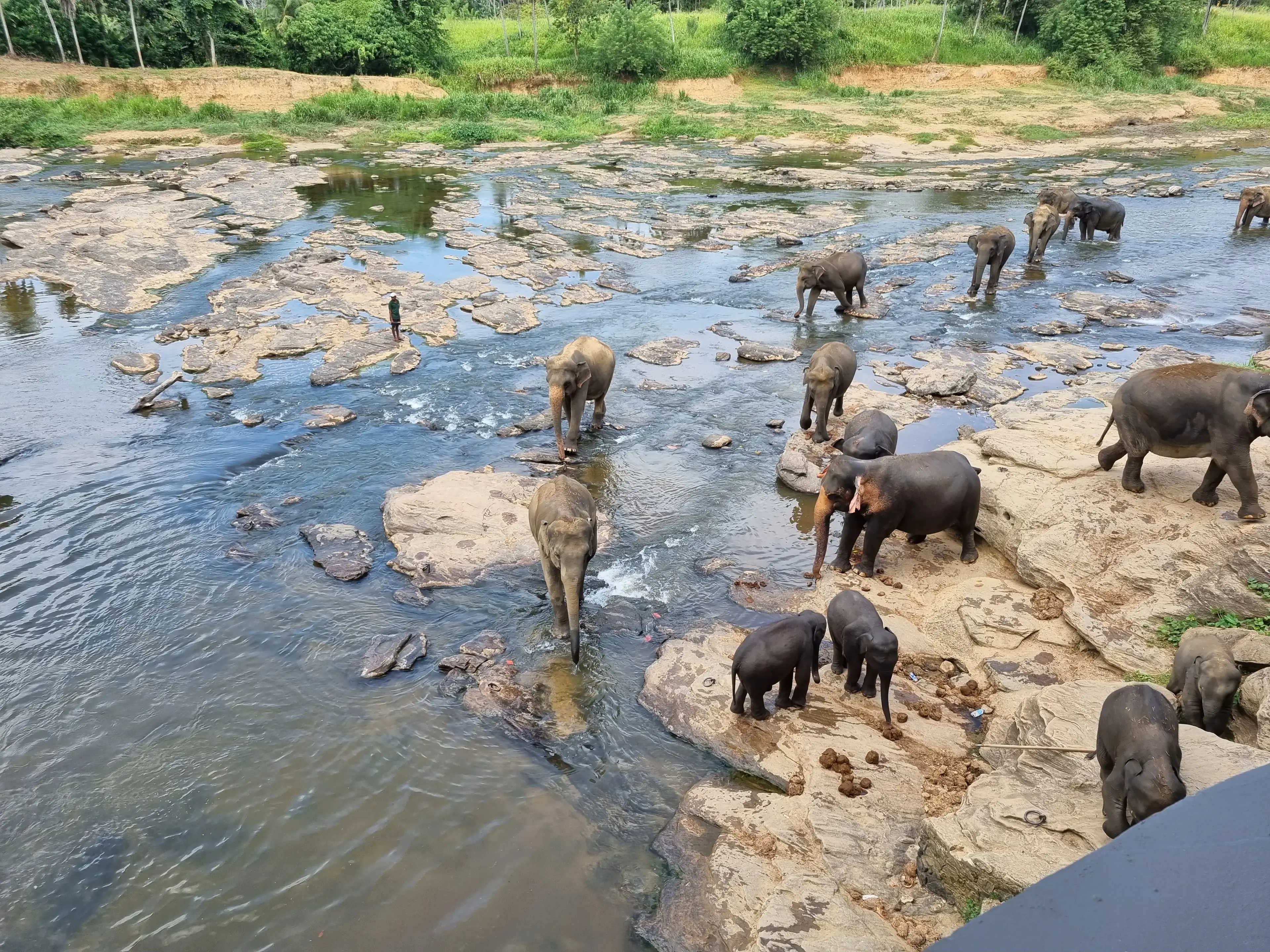 Pinnawala elephant orphanage Photo 3