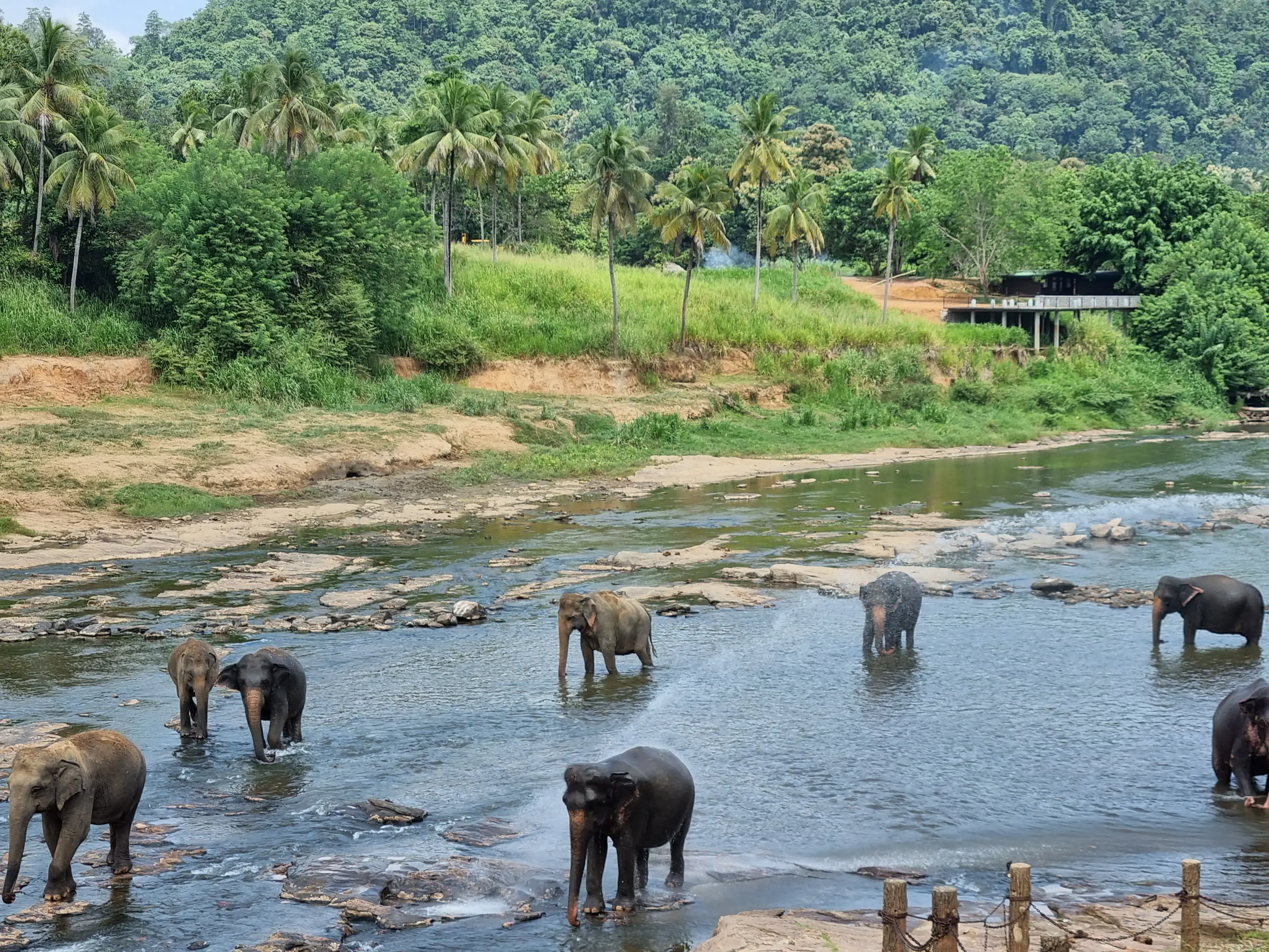 Pinnawala elephant orphanage Photo 4