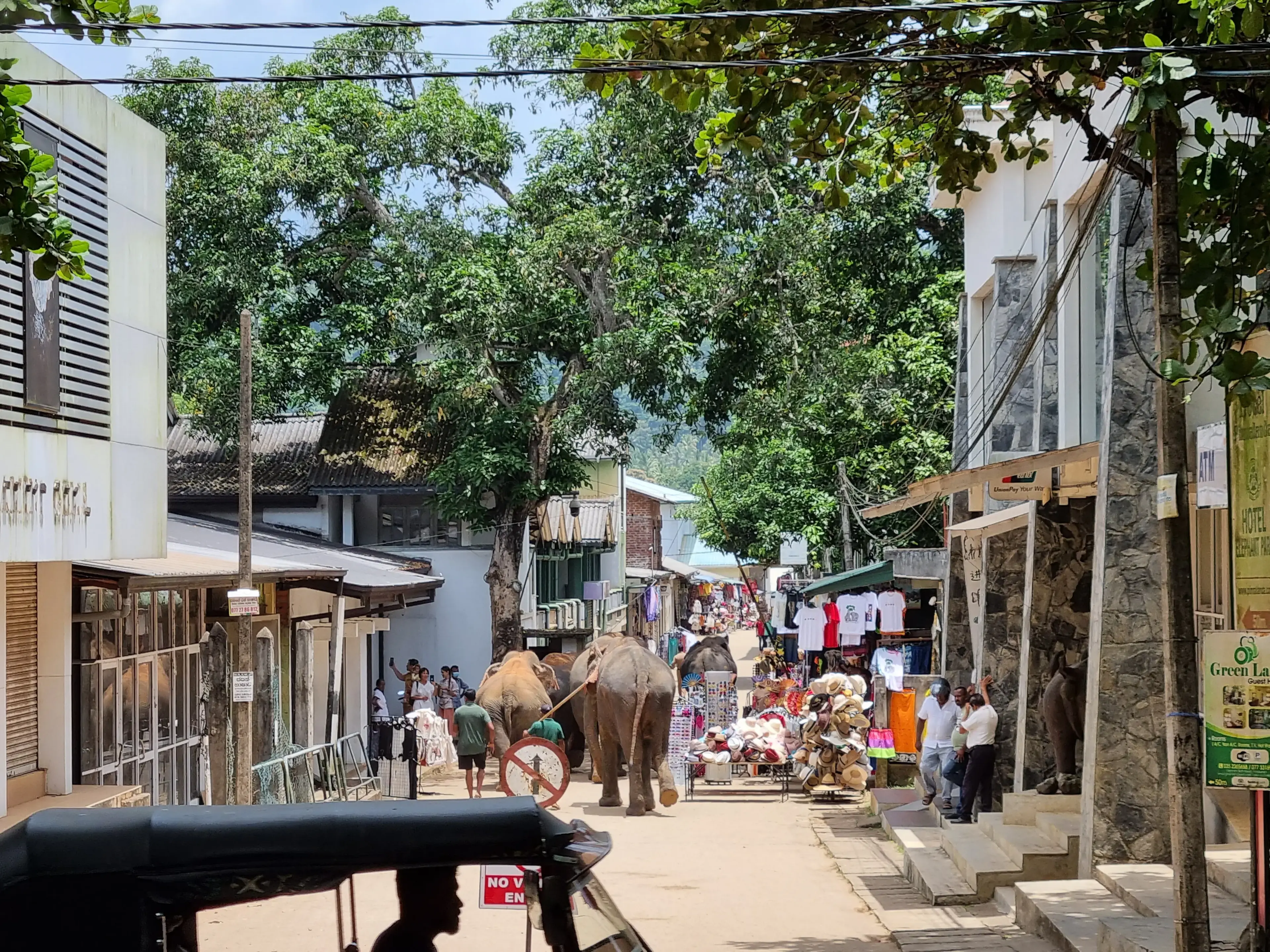 Pinnawala elephant orphanage Photo 5