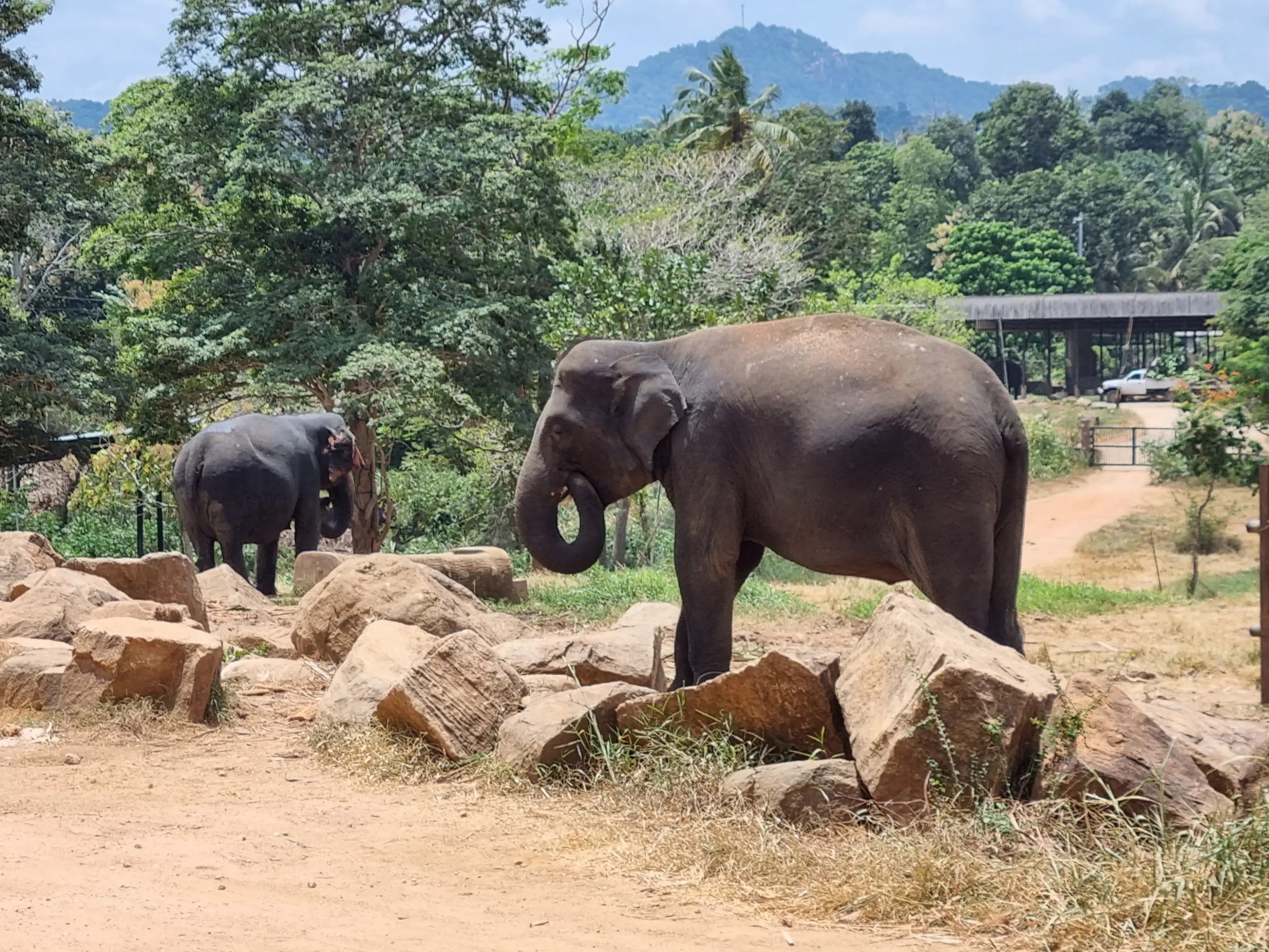 Pinnawala elephant orphanage Photo 6