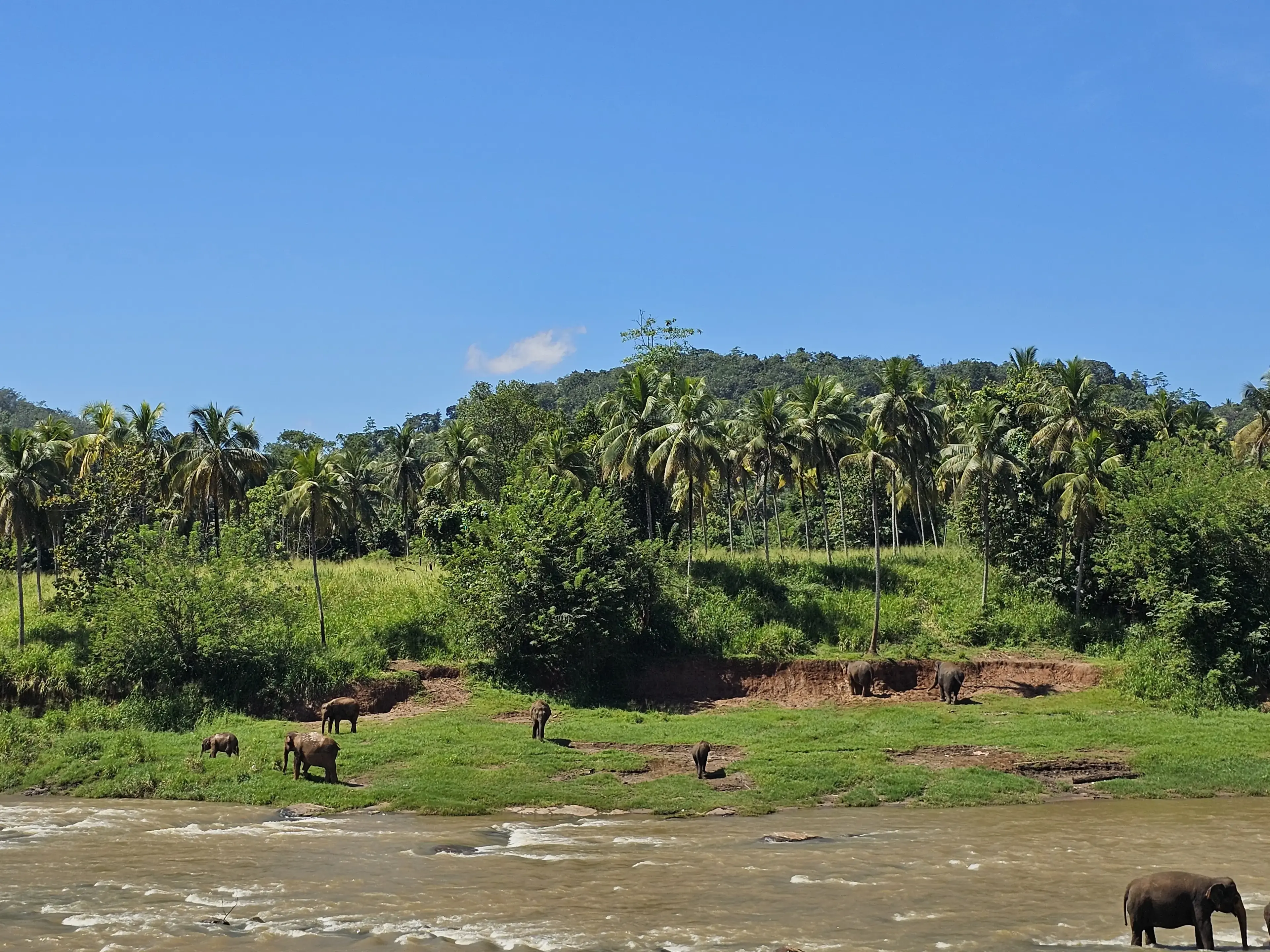Pinnawala elephant orphanage Photo 9