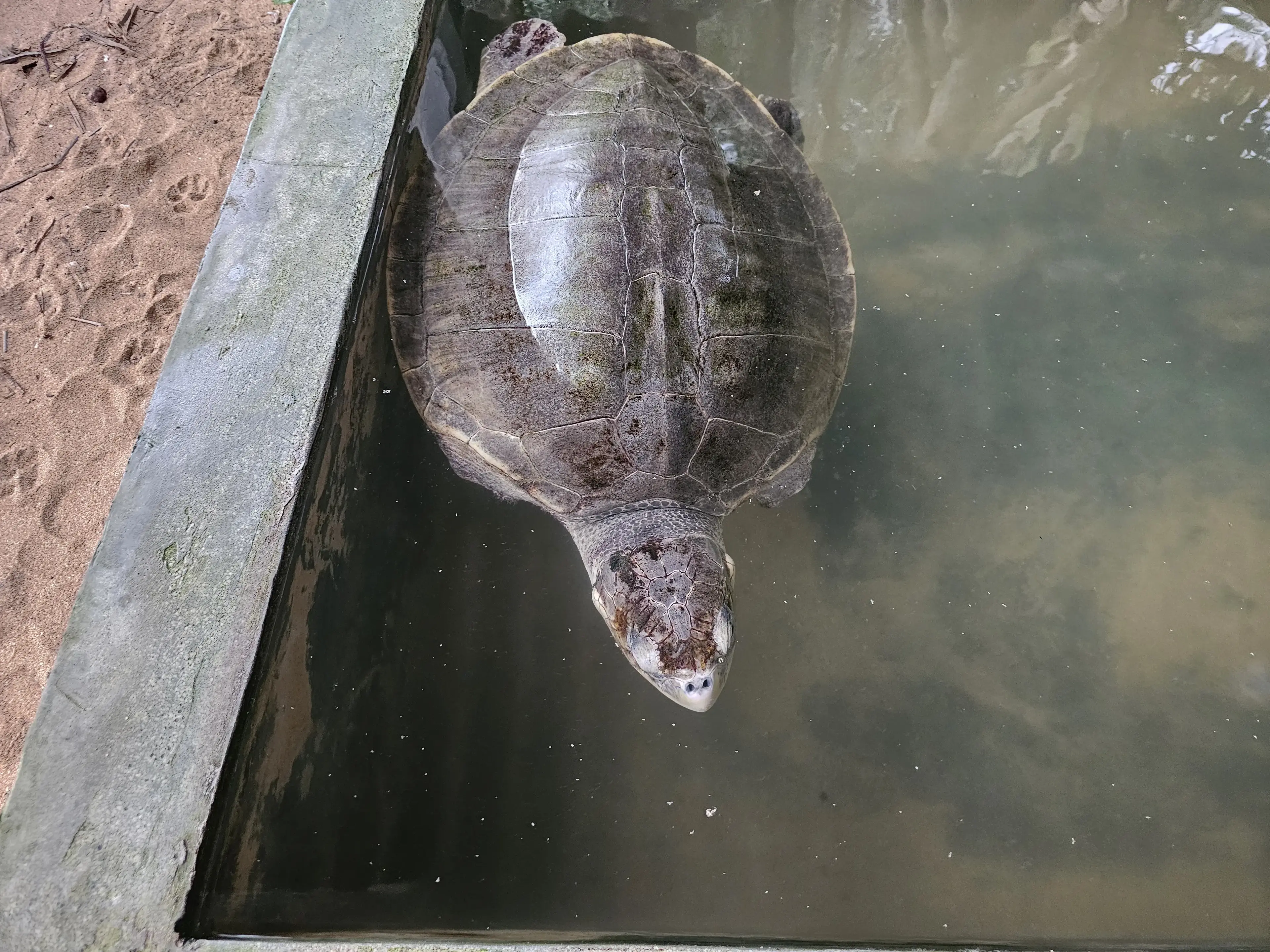 Turtle farm Photo 3